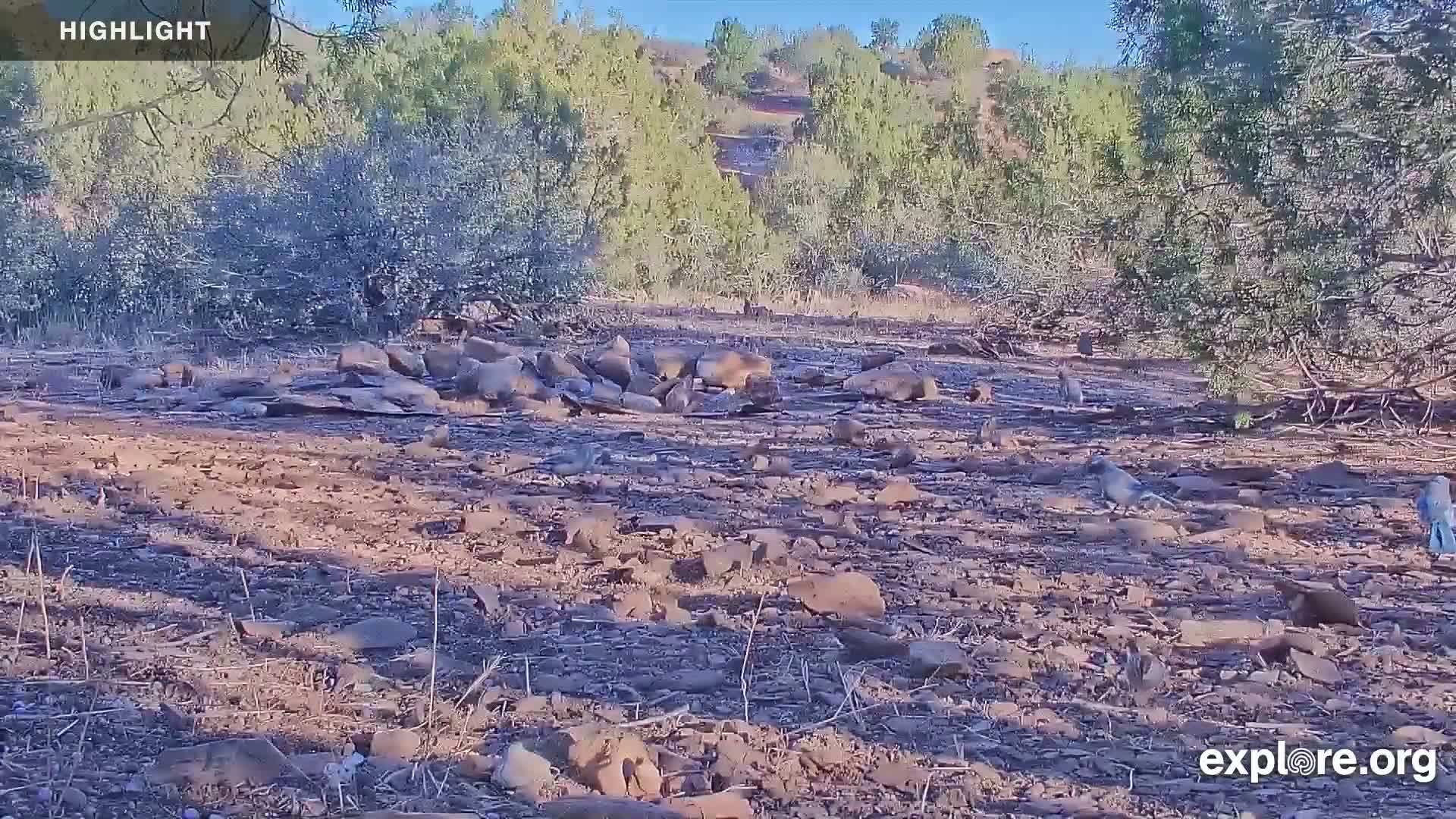 Williams, Bearizona Wildlife Park Live Cam - Williams, Coconino, Arizona, USA