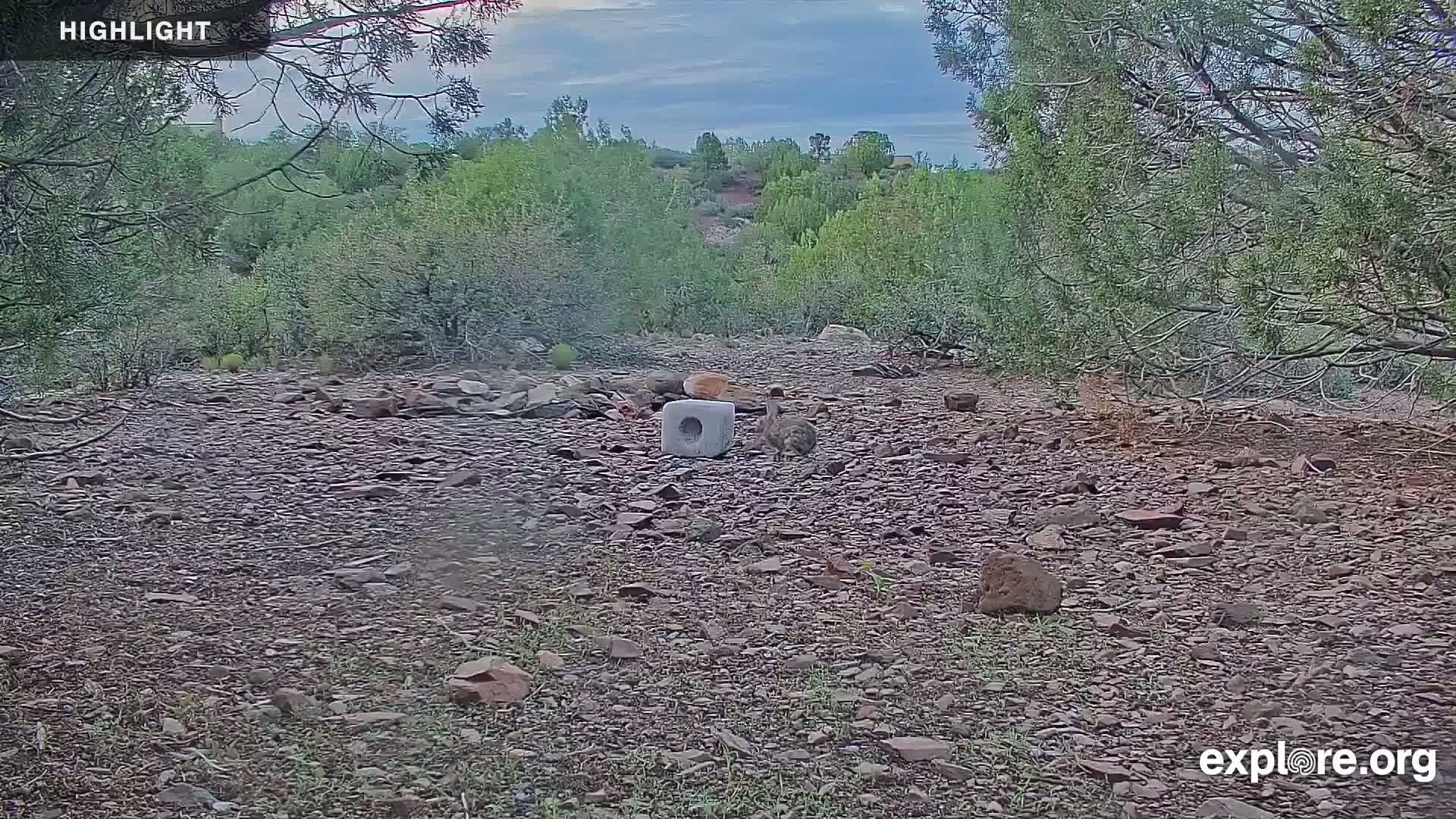 Williams, Bearizona Wildlife Park Live Cam - Williams, Coconino, Arizona, USA
