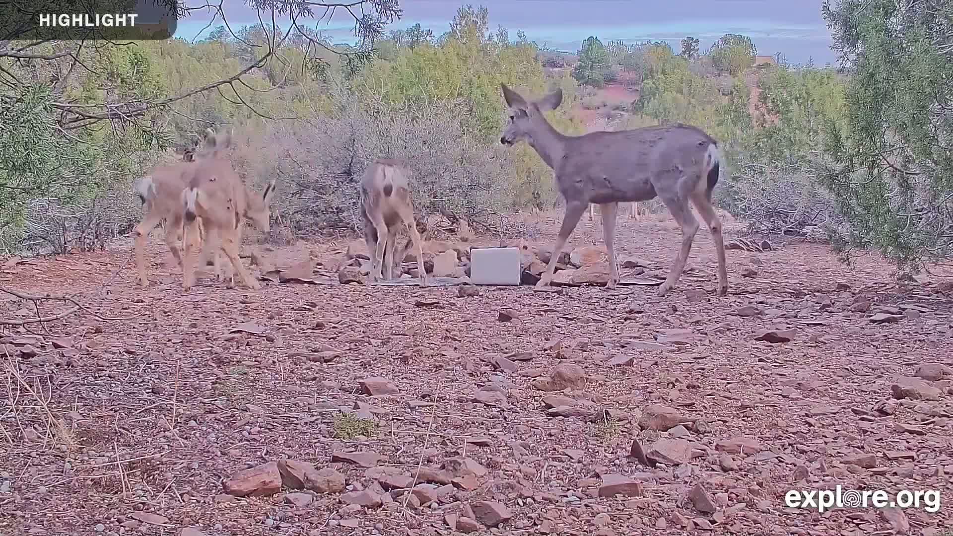 Williams, Bearizona Wildlife Park Live Cam - Williams, Coconino, Arizona, USA