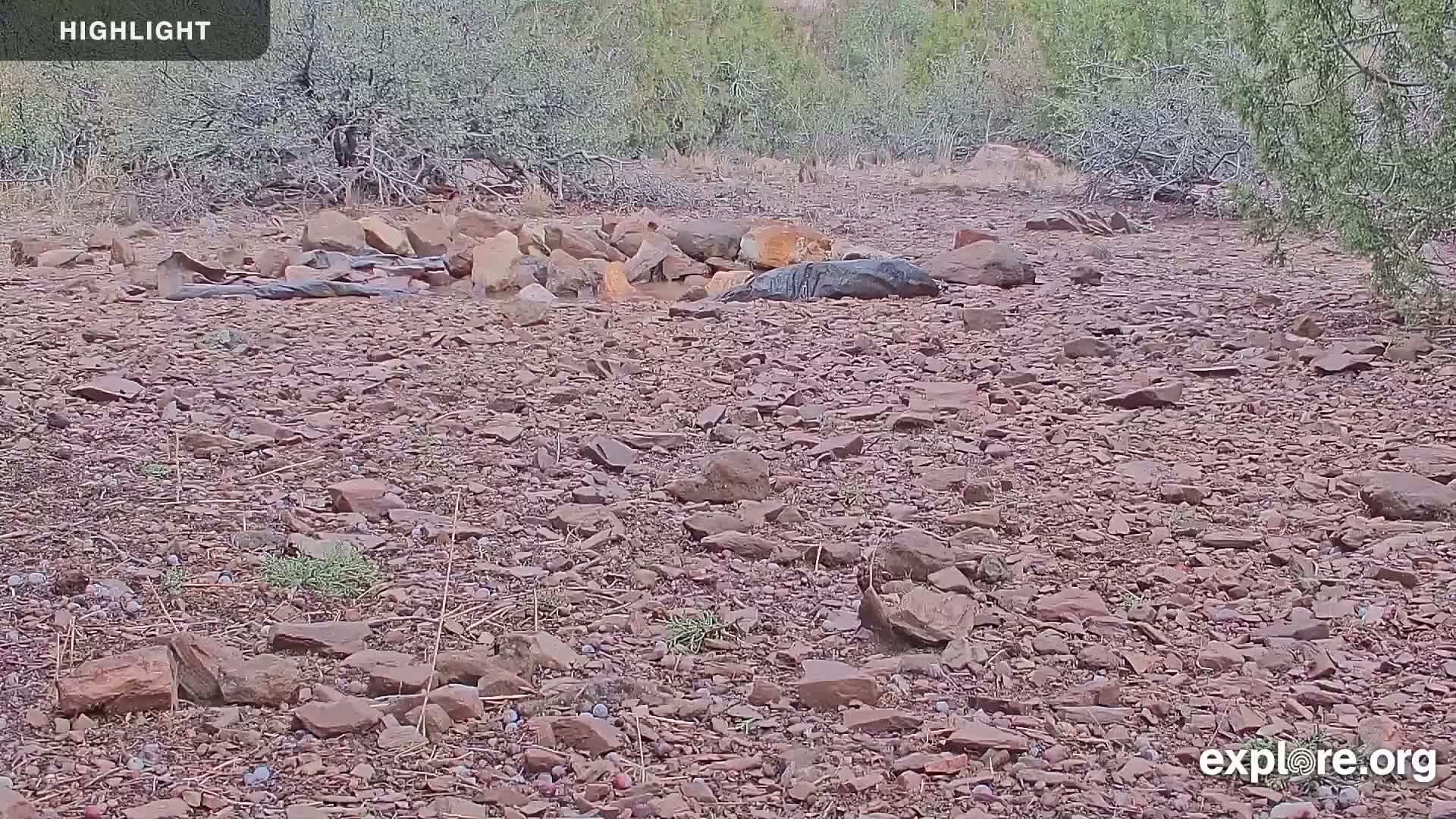 Williams, Bearizona Wildlife Park Live Cam - Williams, Coconino, Arizona, USA