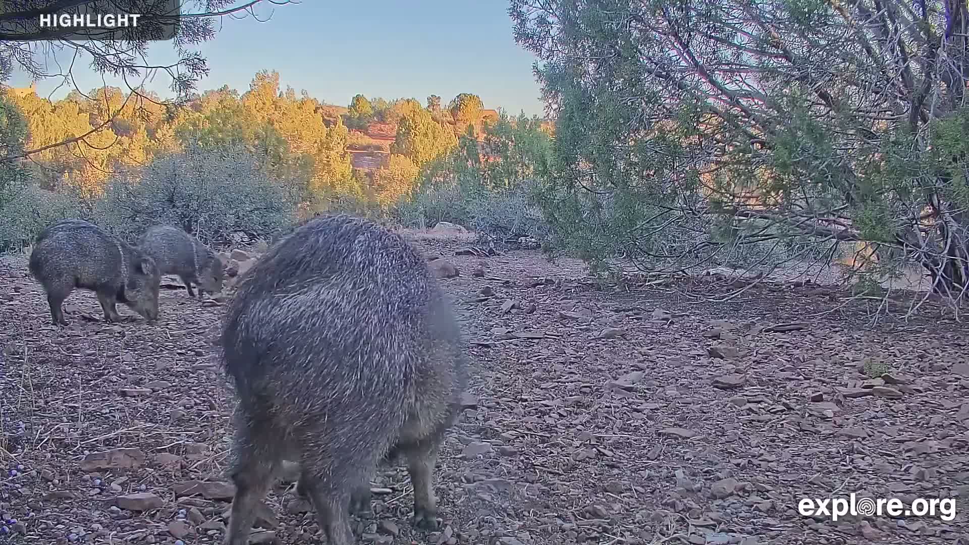 Williams, Bearizona Wildlife Park Live Cam - Williams, Coconino, Arizona, USA
