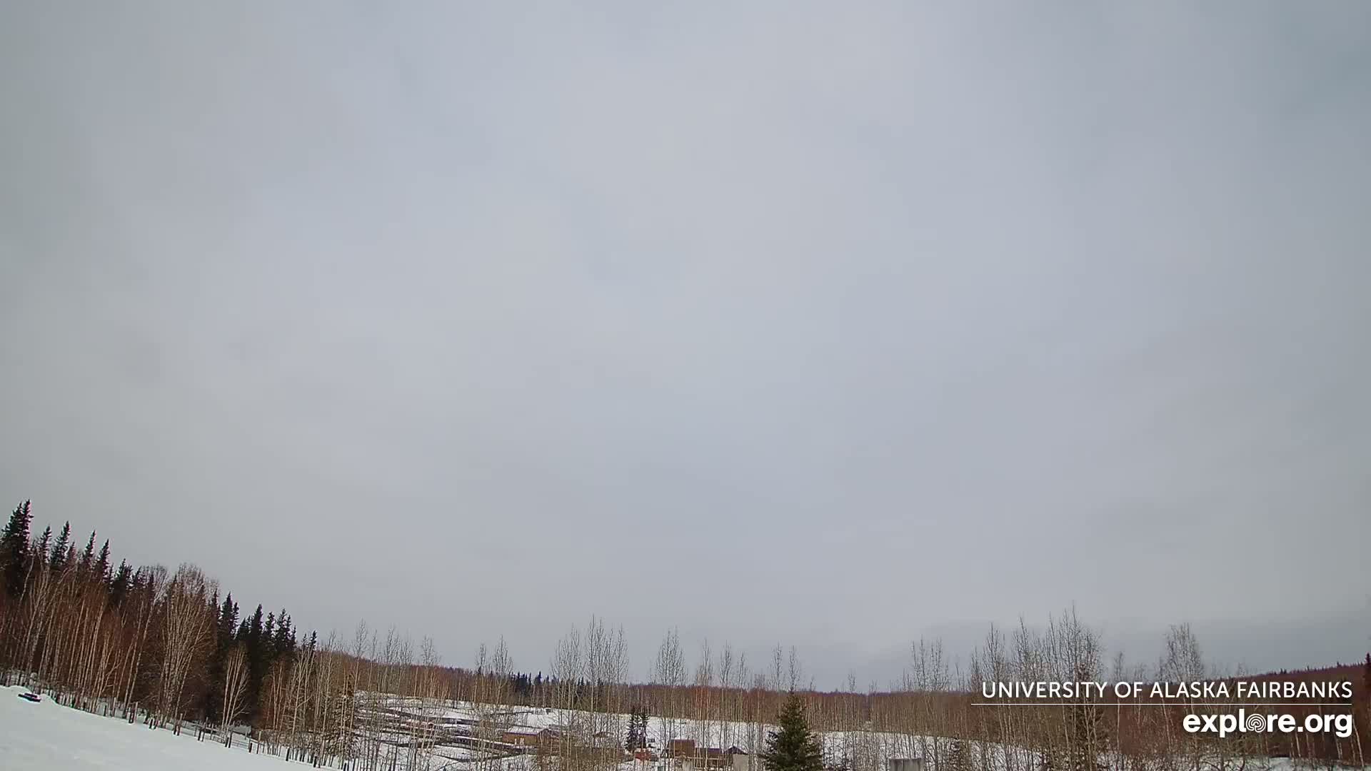 A snowy landscape with a line of bare trees under an overcast sky.