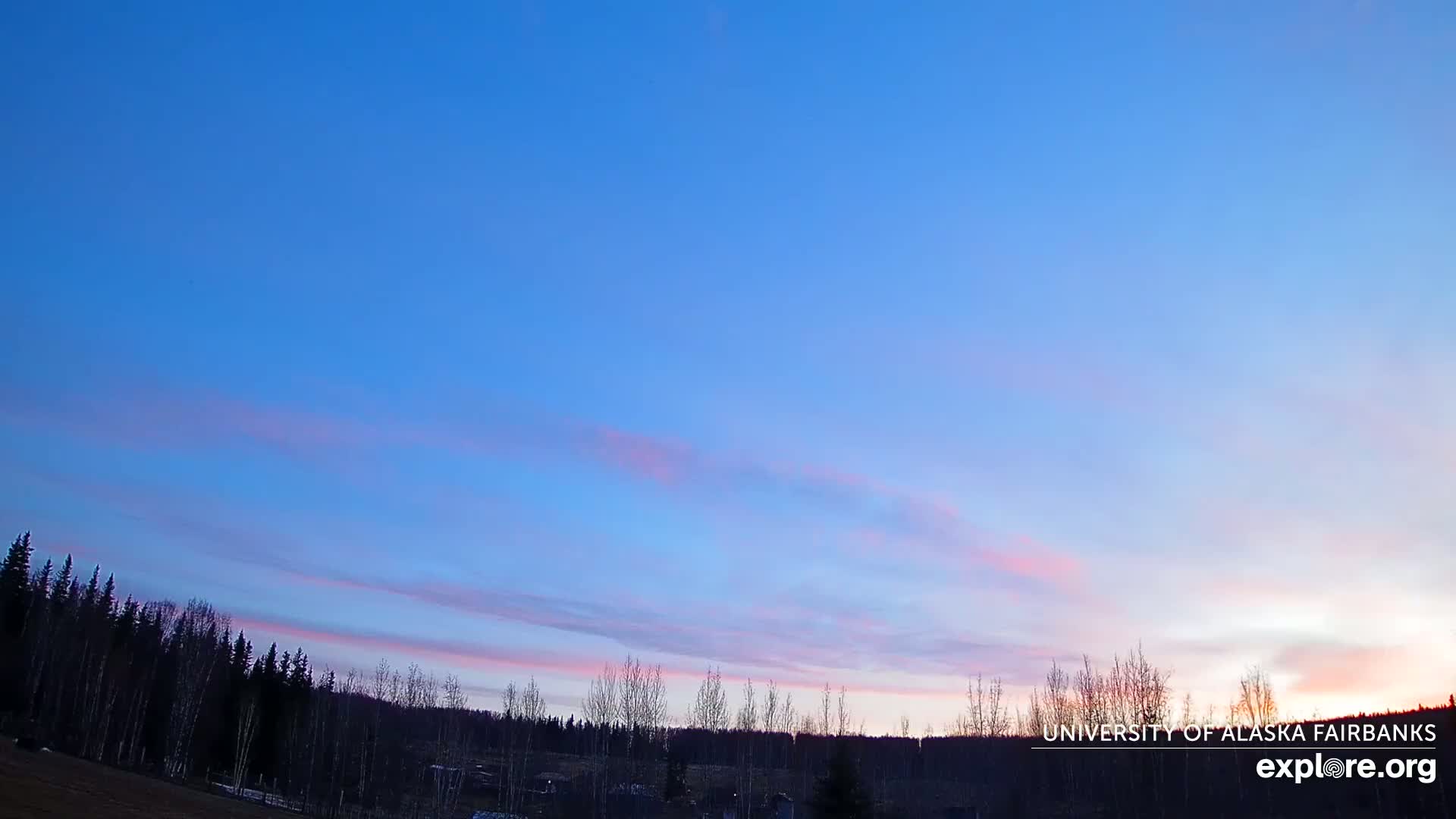 A line of leafless trees sits before a pastel sunset sky with thin, wispy clouds.