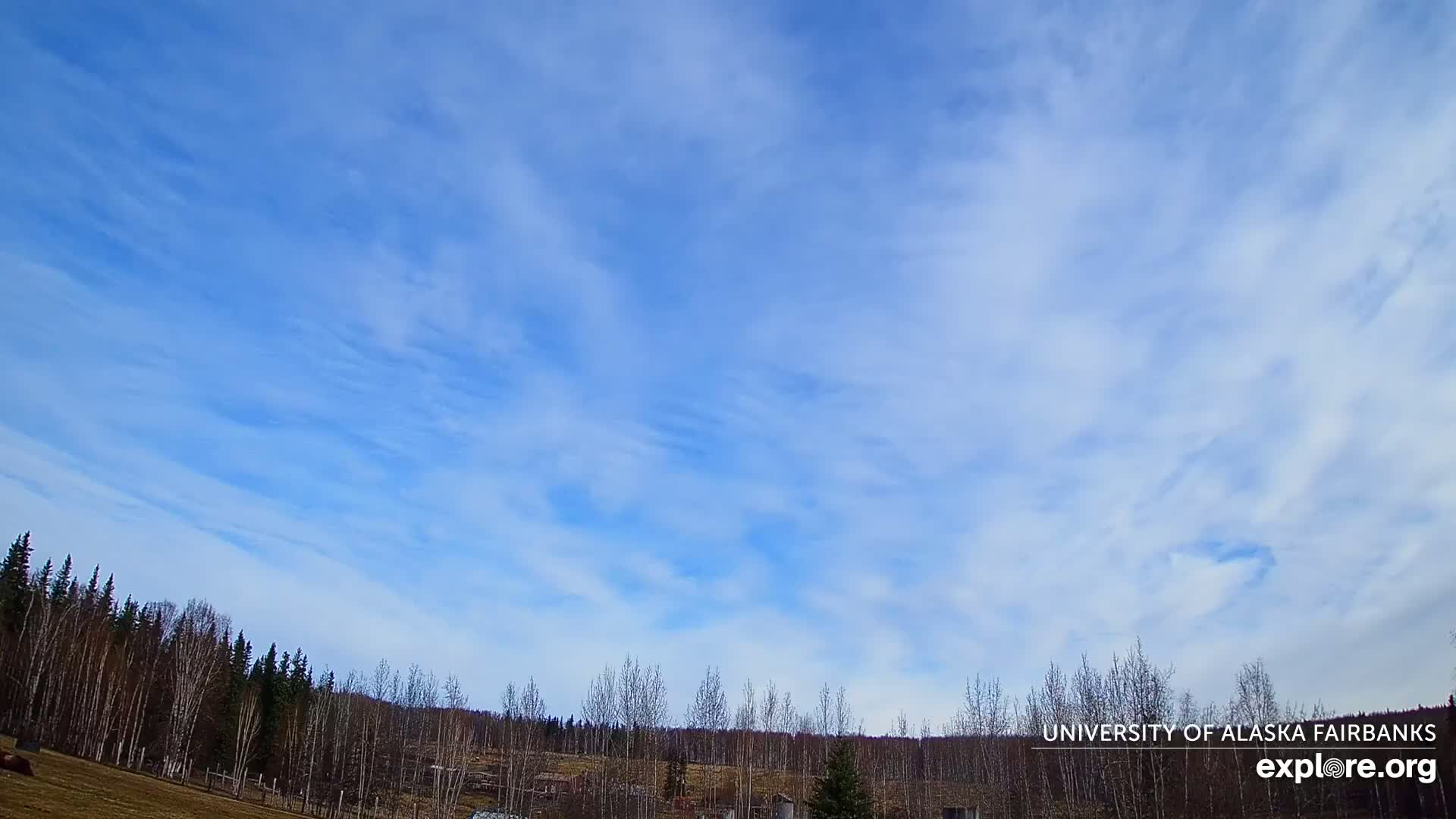 A mostly clear, blue sky with thin, wispy clouds stretches over a line of bare deciduous trees and a flat, grassy field.