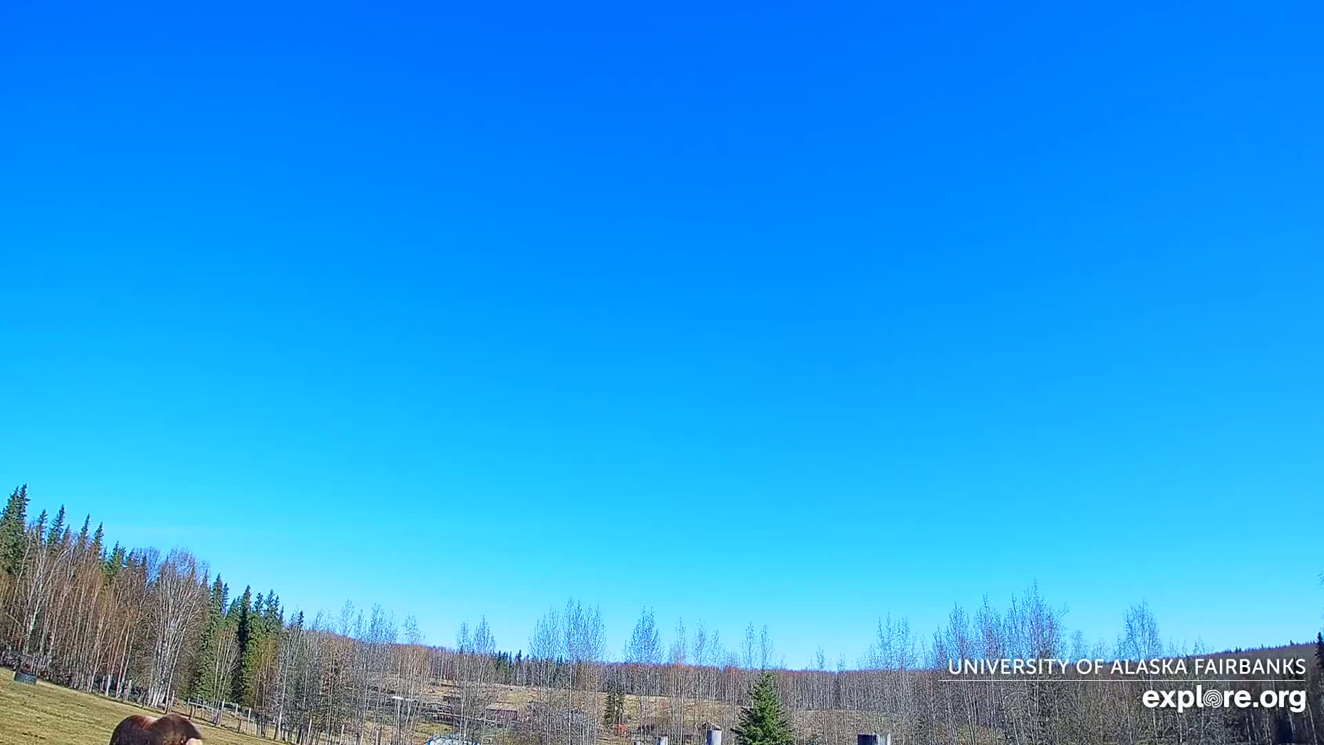 Under a clear blue sky, a mostly barren, lightly wooded landscape stretches across the bottom of the image, with a large brown animal visible in the lower left.