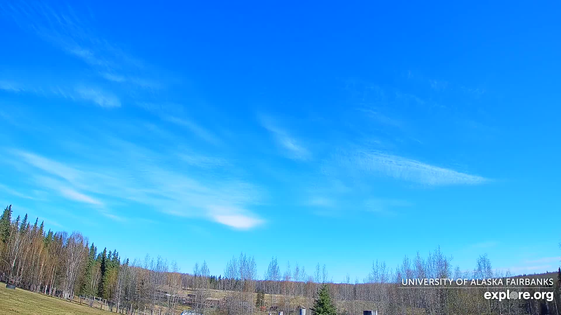 A mostly clear blue sky with wispy cirrus clouds above a line of trees and a grassy field.