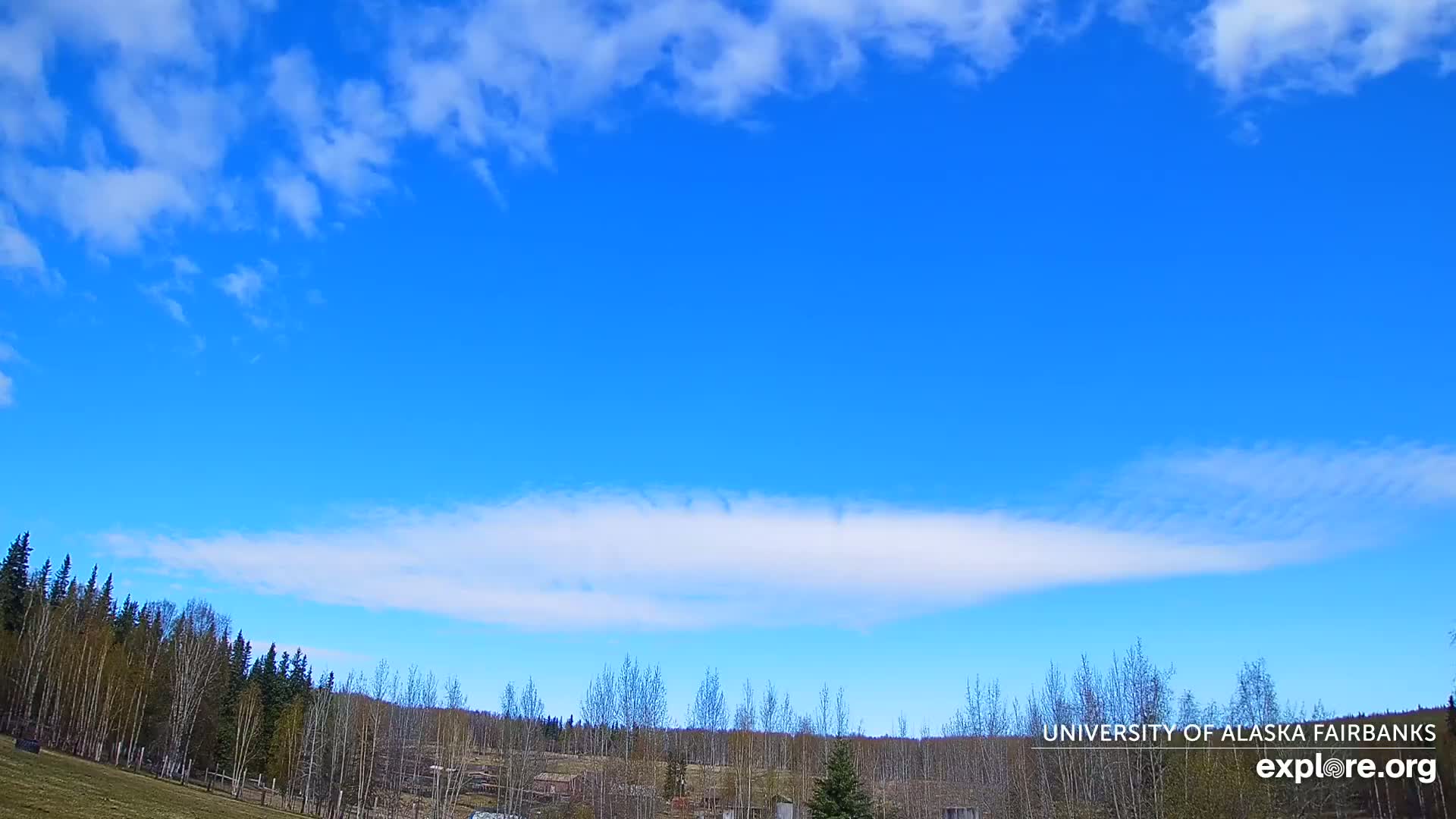 A mostly clear blue sky with wispy clouds near the horizon, above a line of bare deciduous trees and a grassy field.