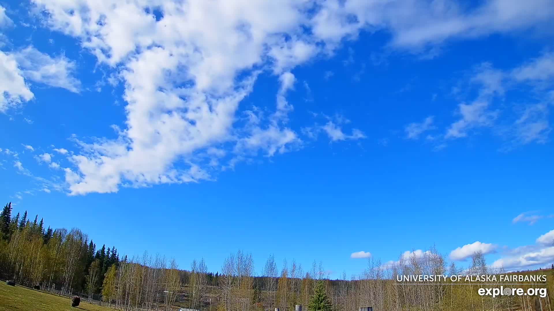 University of Alaska, Fairbanks North Star Northern Lights / Aurora Borealis / Stars View Live Cam - Faibanks, Fairbanks North Star, Alaska, USA