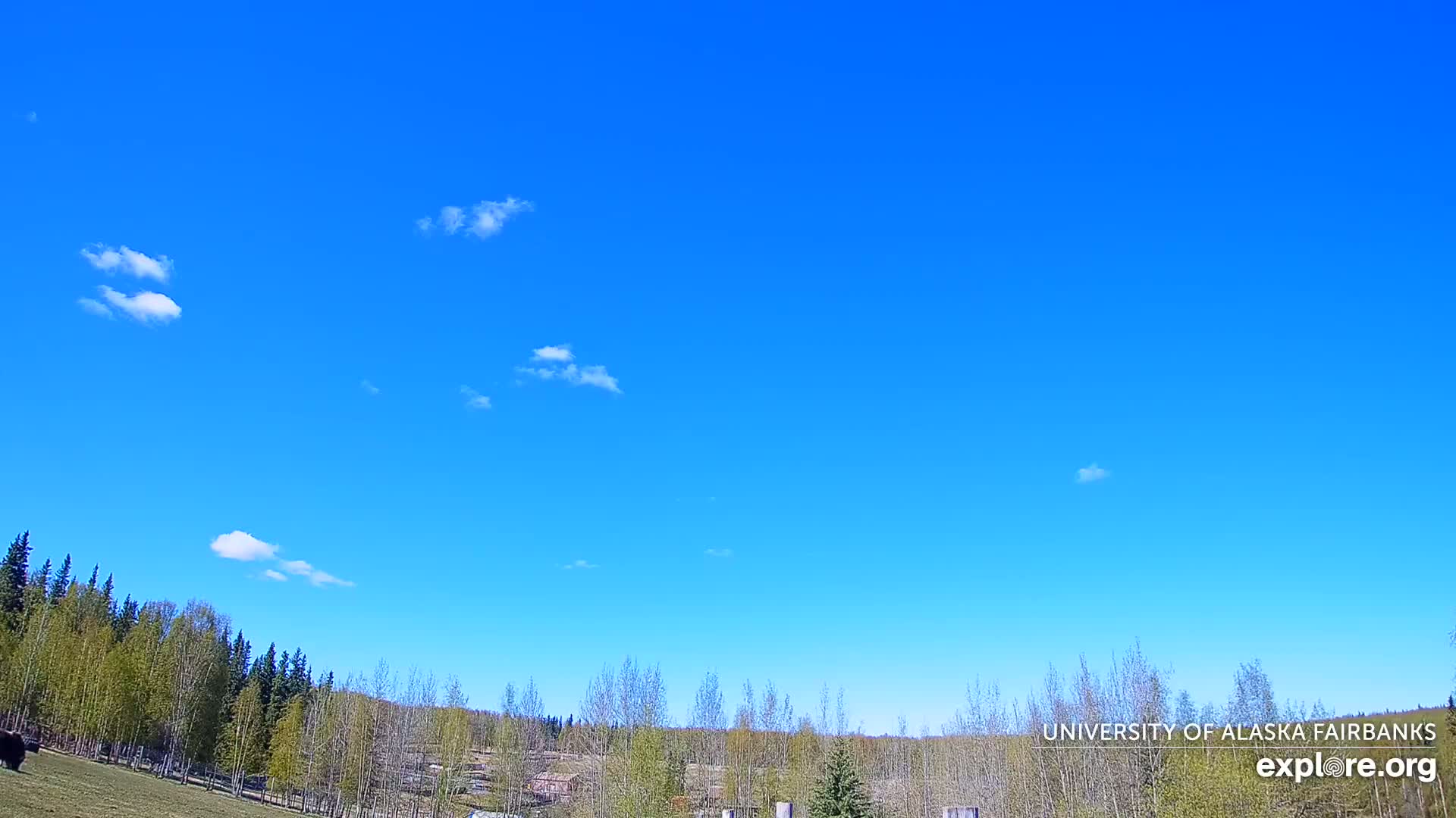 University of Alaska, Fairbanks North Star Northern Lights / Aurora Borealis / Stars View Live Cam - Faibanks, Fairbanks North Star, Alaska, USA