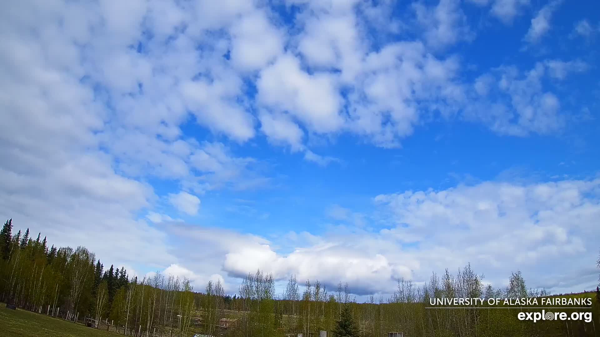 A mostly sunny sky with scattered cumulus clouds over a line of trees and a grassy field.