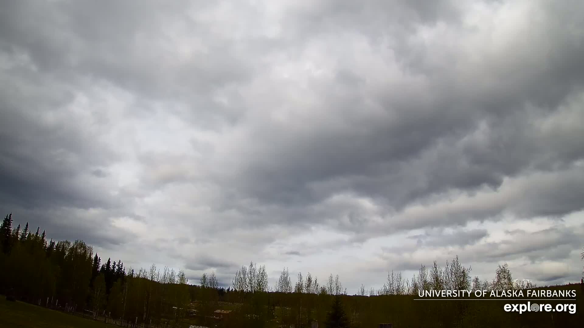 A mostly cloudy sky hangs over a line of dark green trees.