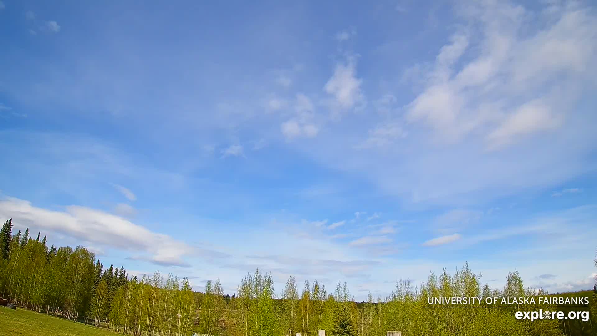 A mostly clear blue sky with scattered clouds above a line of green deciduous trees and grass.