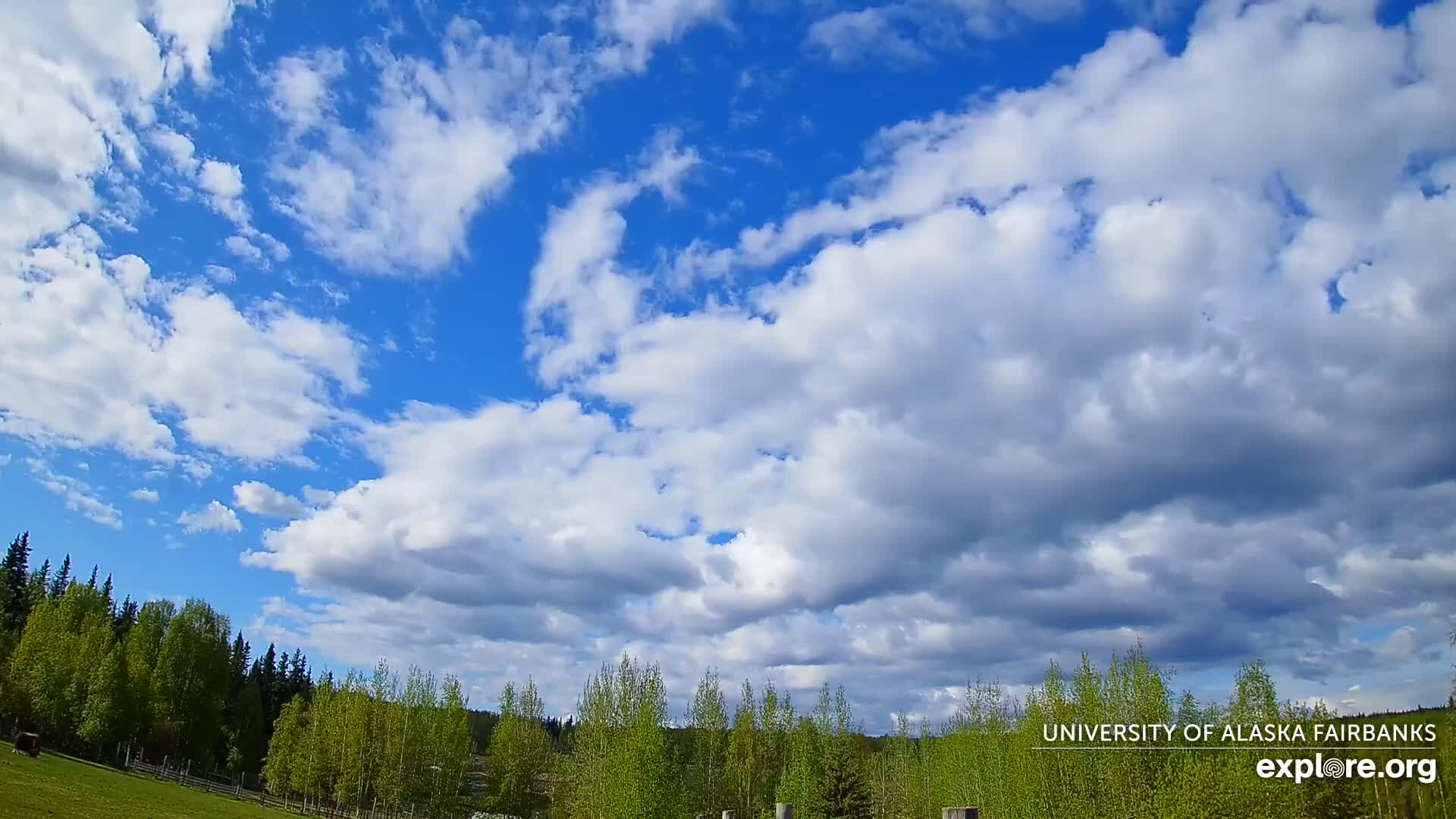 A partly cloudy sky with puffy white clouds against a bright blue sky over a line of green trees.