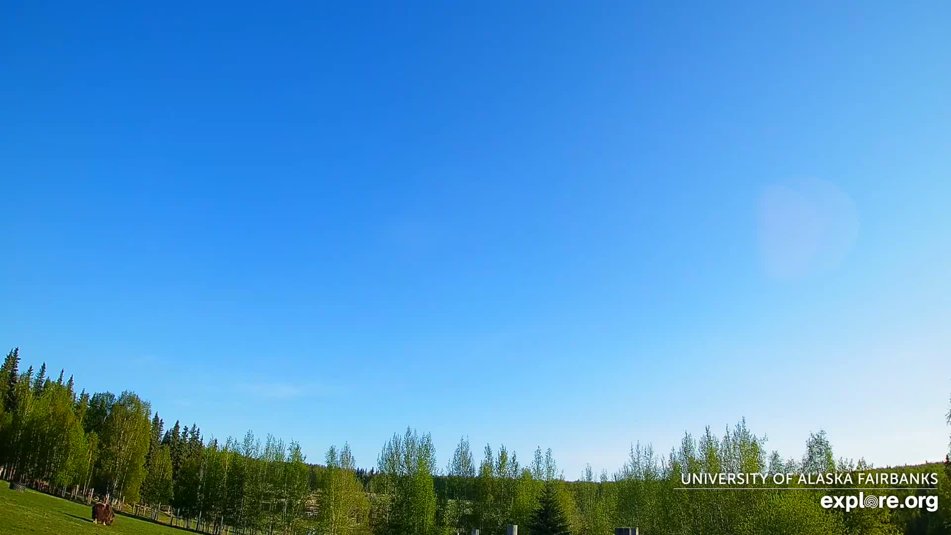 A mostly clear blue sky is over a grassy field bordered by a line of green trees.