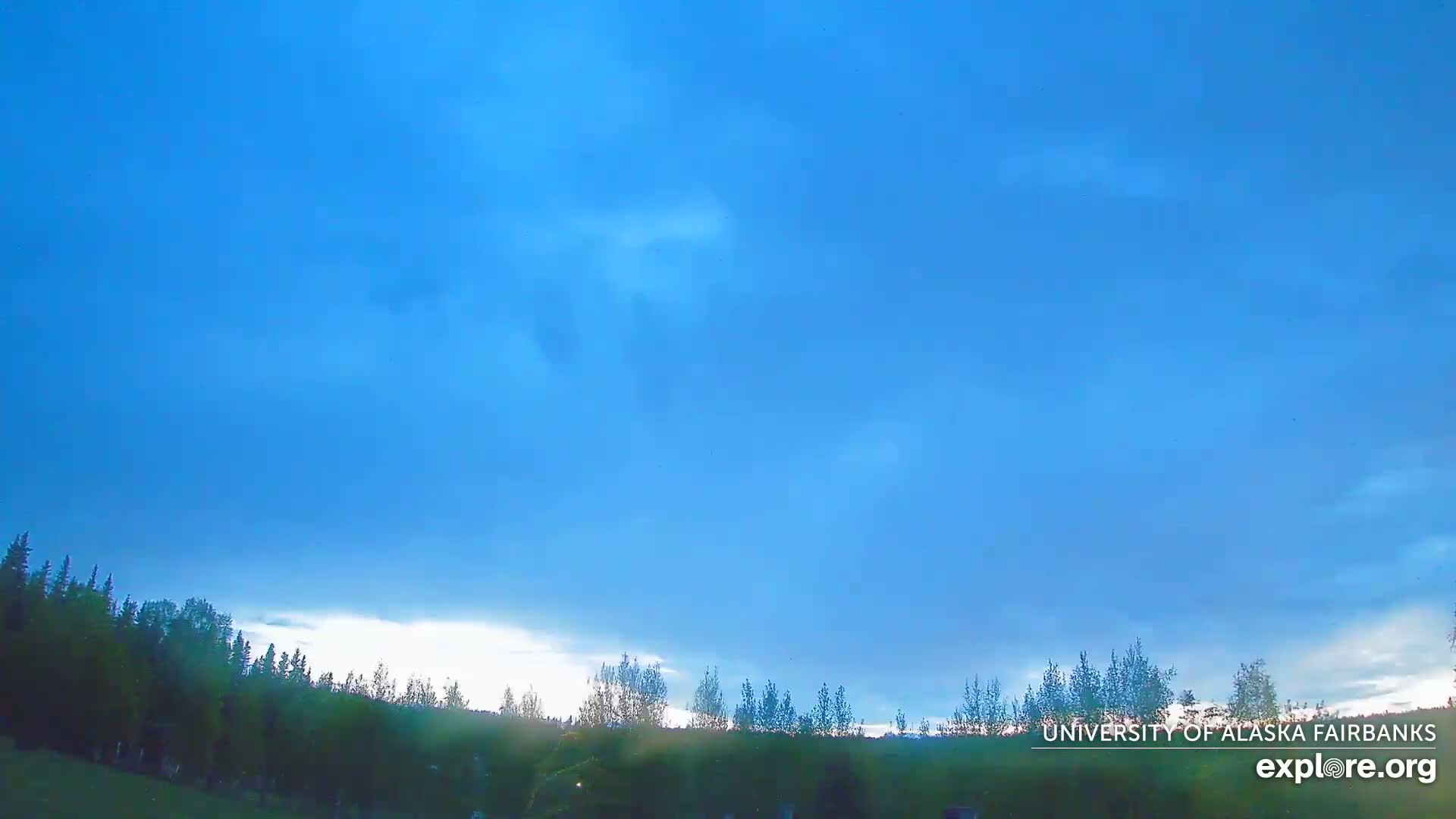 A mostly clear, bright blue sky over a line of dark green trees.