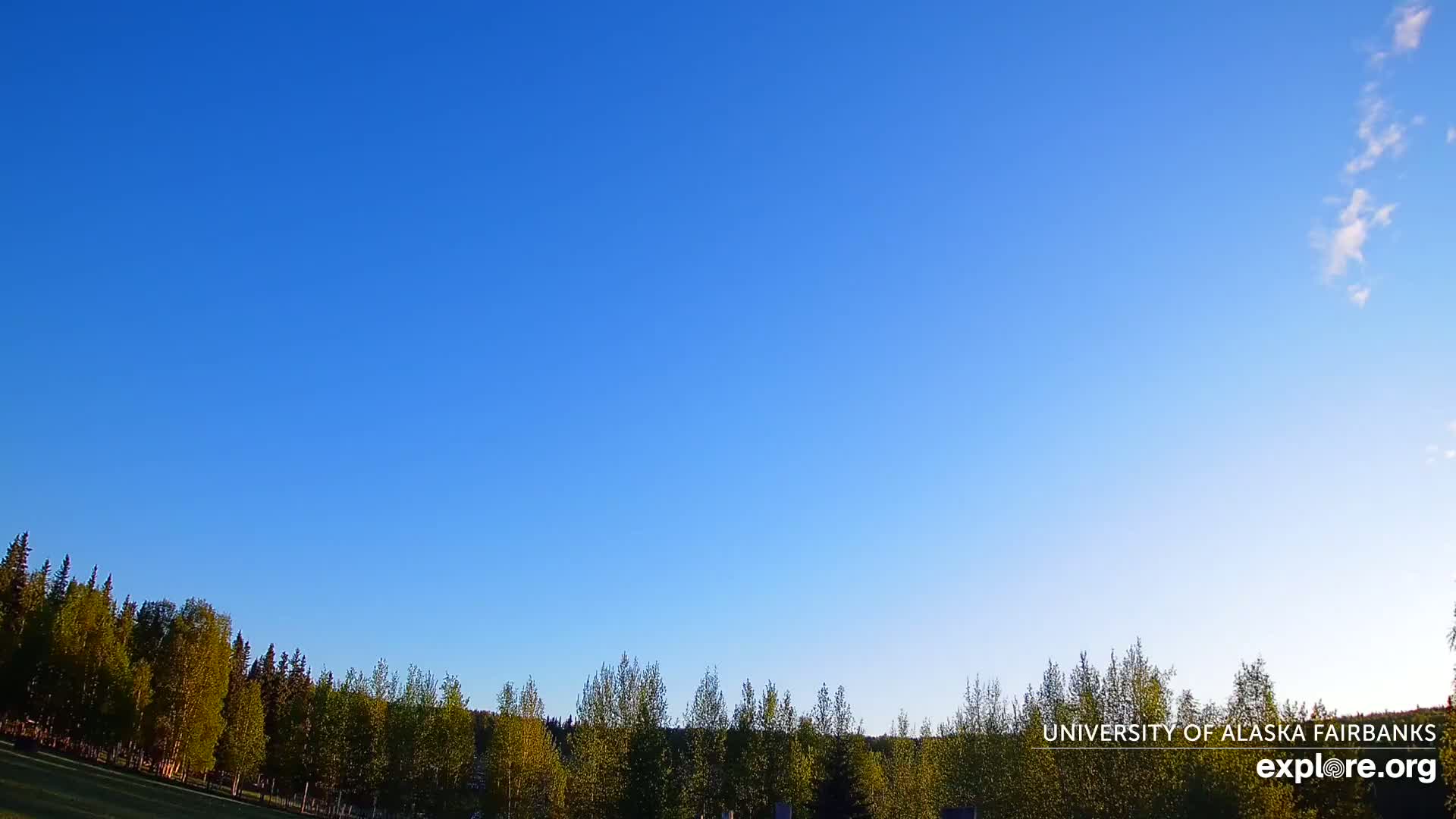 A mostly clear blue sky is visible above a line of green deciduous trees.