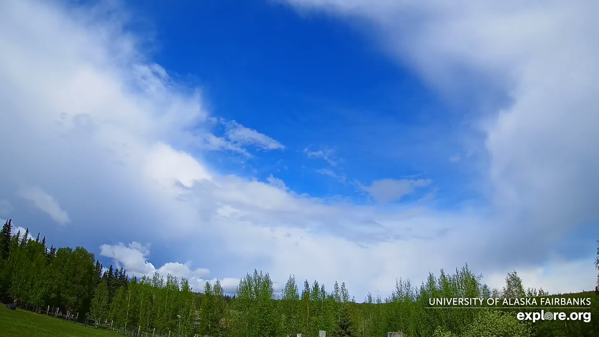 A mostly sunny sky with puffy white clouds over a line of green trees.
