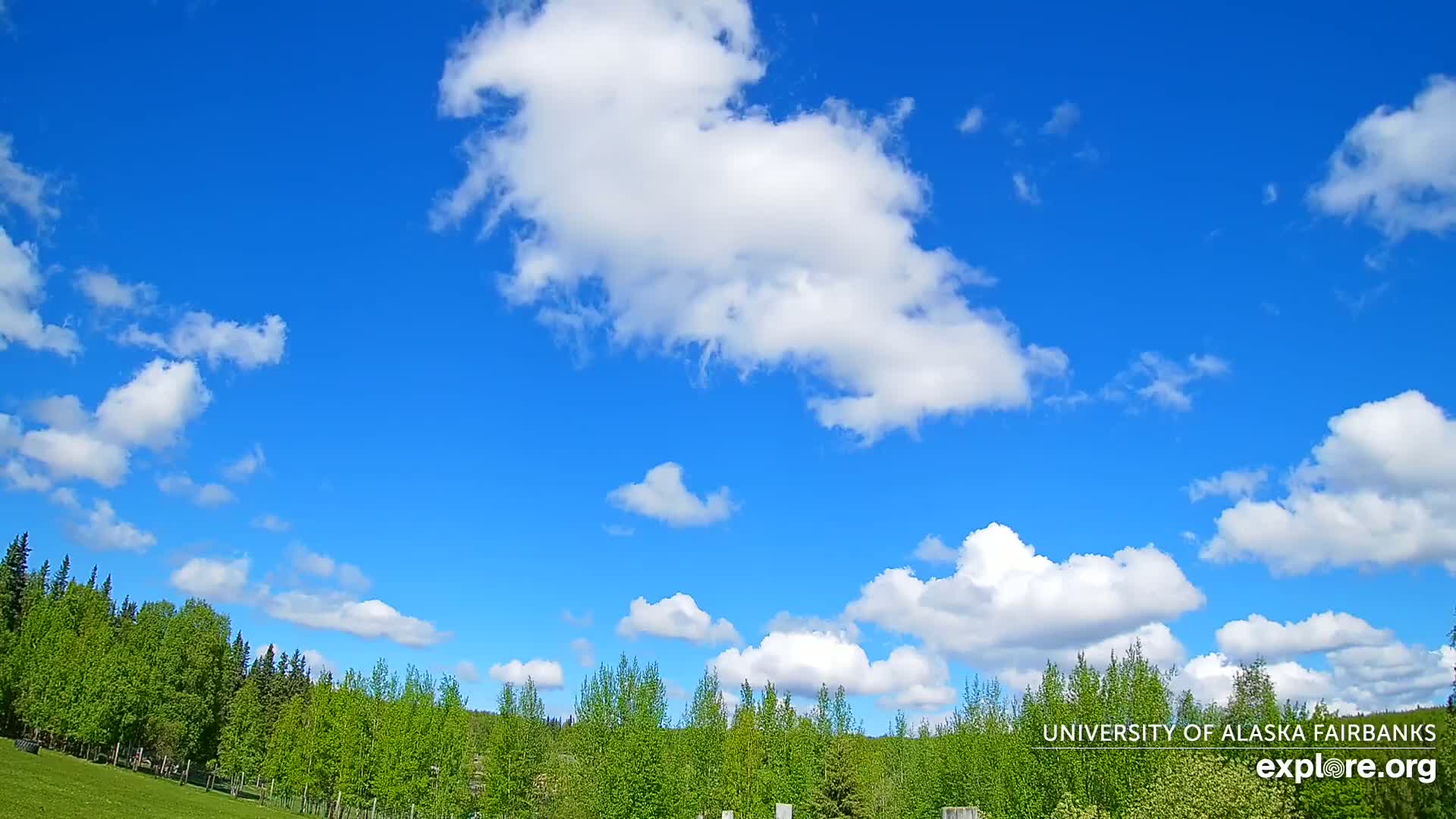 A bright blue sky filled with fluffy white cumulus clouds above a line of green trees and a grassy field.