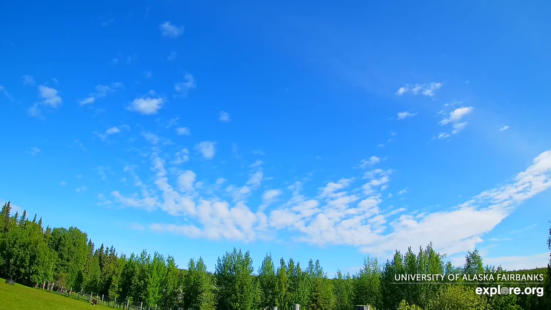 A mostly clear blue sky with scattered small white clouds above a line of green trees and a grassy field.