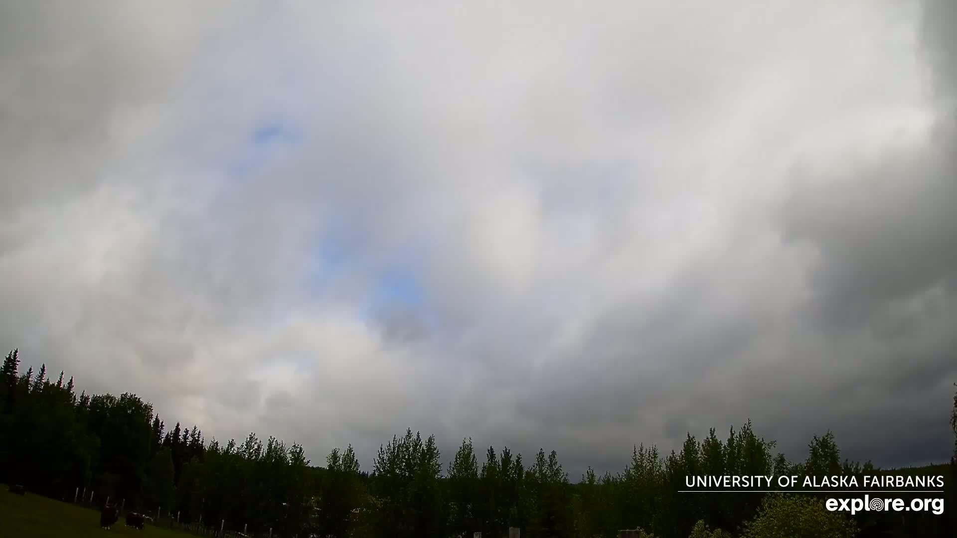 A mostly cloudy sky hangs over a line of dark green trees and a grassy field with a few dark animals.