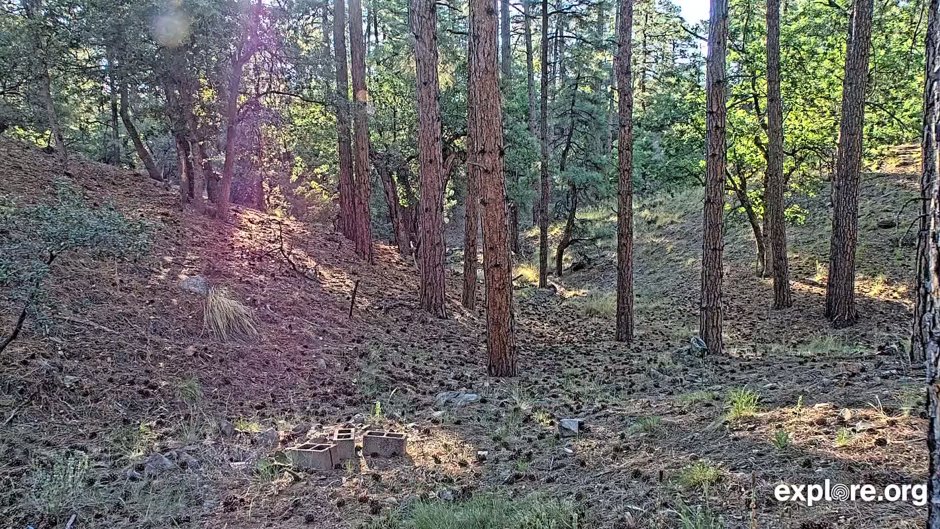 Sunlight streams through a pine forest onto a sparsely vegetated, pine-needle covered forest floor where several concrete blocks sit.