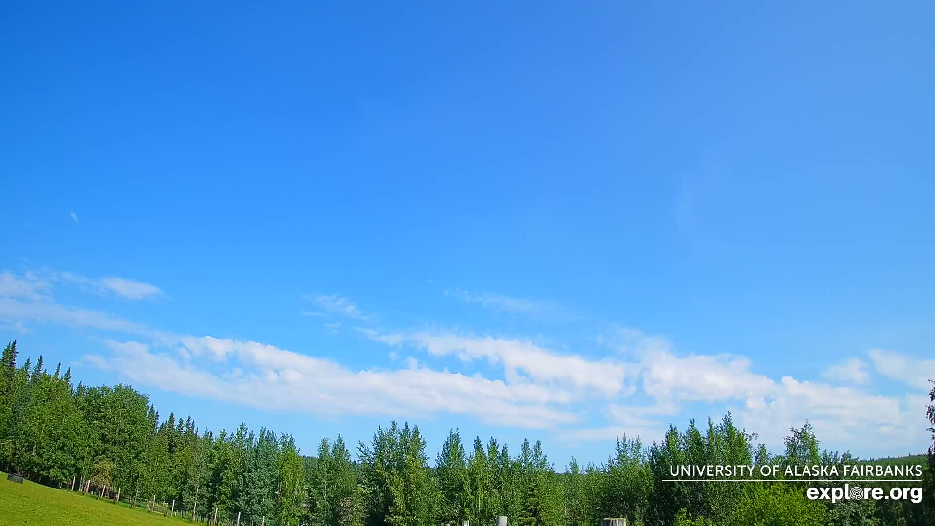 A mostly clear blue sky with a thin line of clouds above a line of green trees.
