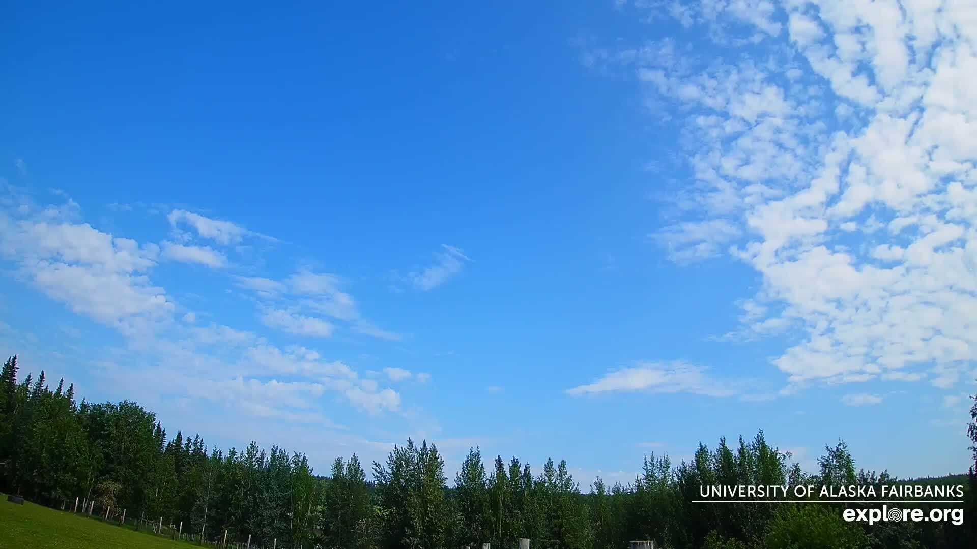 A mostly sunny sky with scattered cumulus clouds over a green field and a line of coniferous trees.