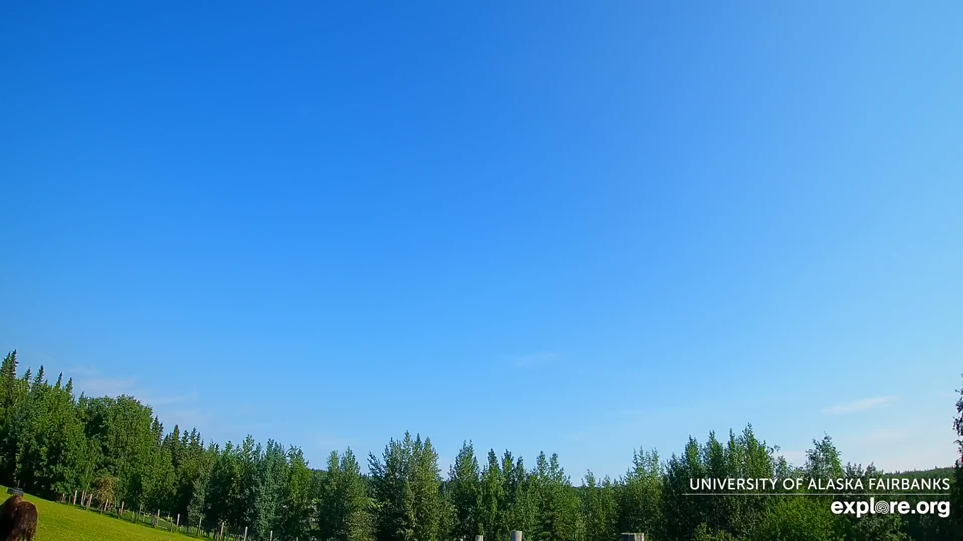 A clear blue sky is visible above a line of green trees and grass.