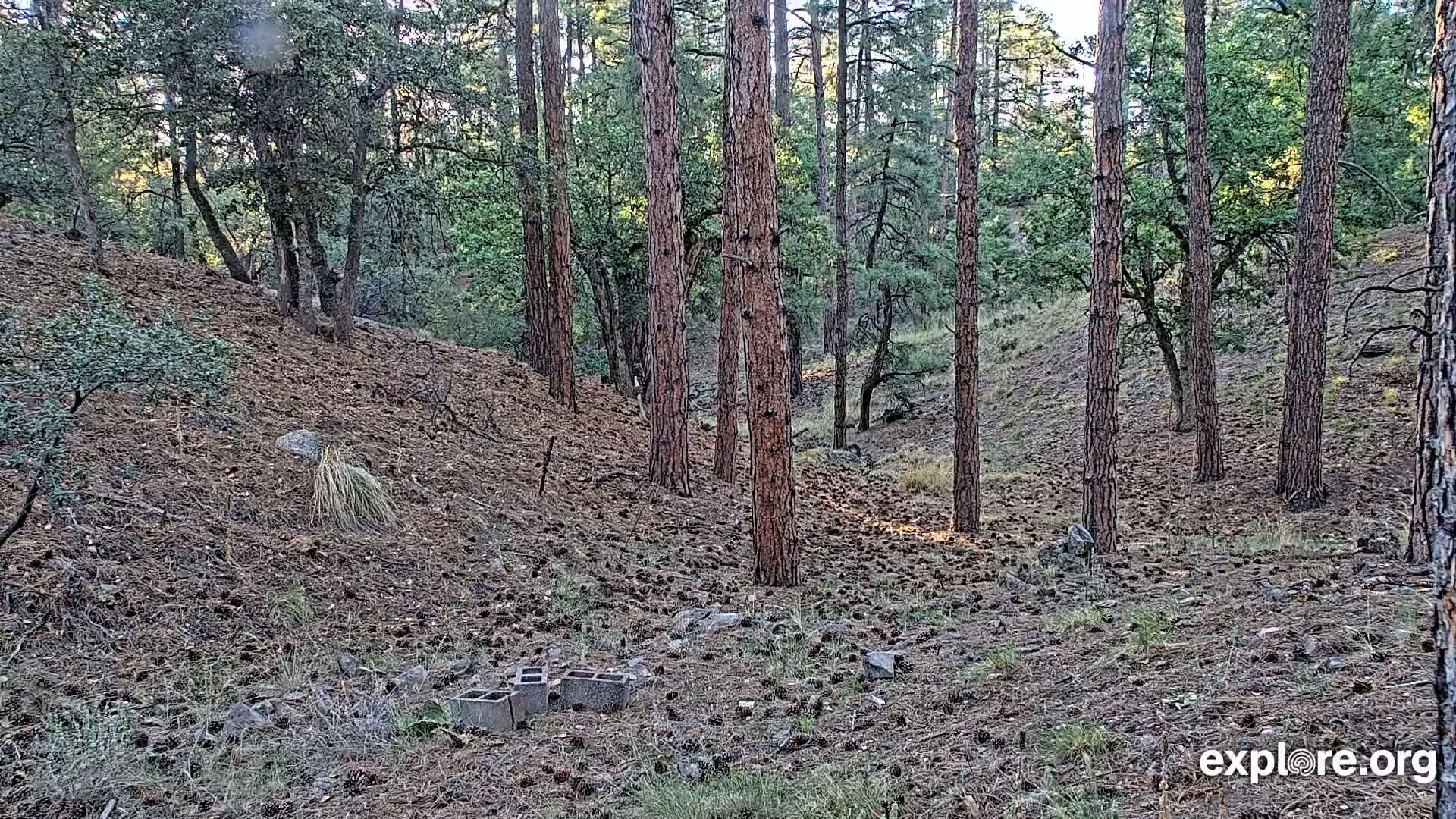 A pine and oak forest floor covered in pine cones and a few cinder blocks under a mostly sunny sky.
