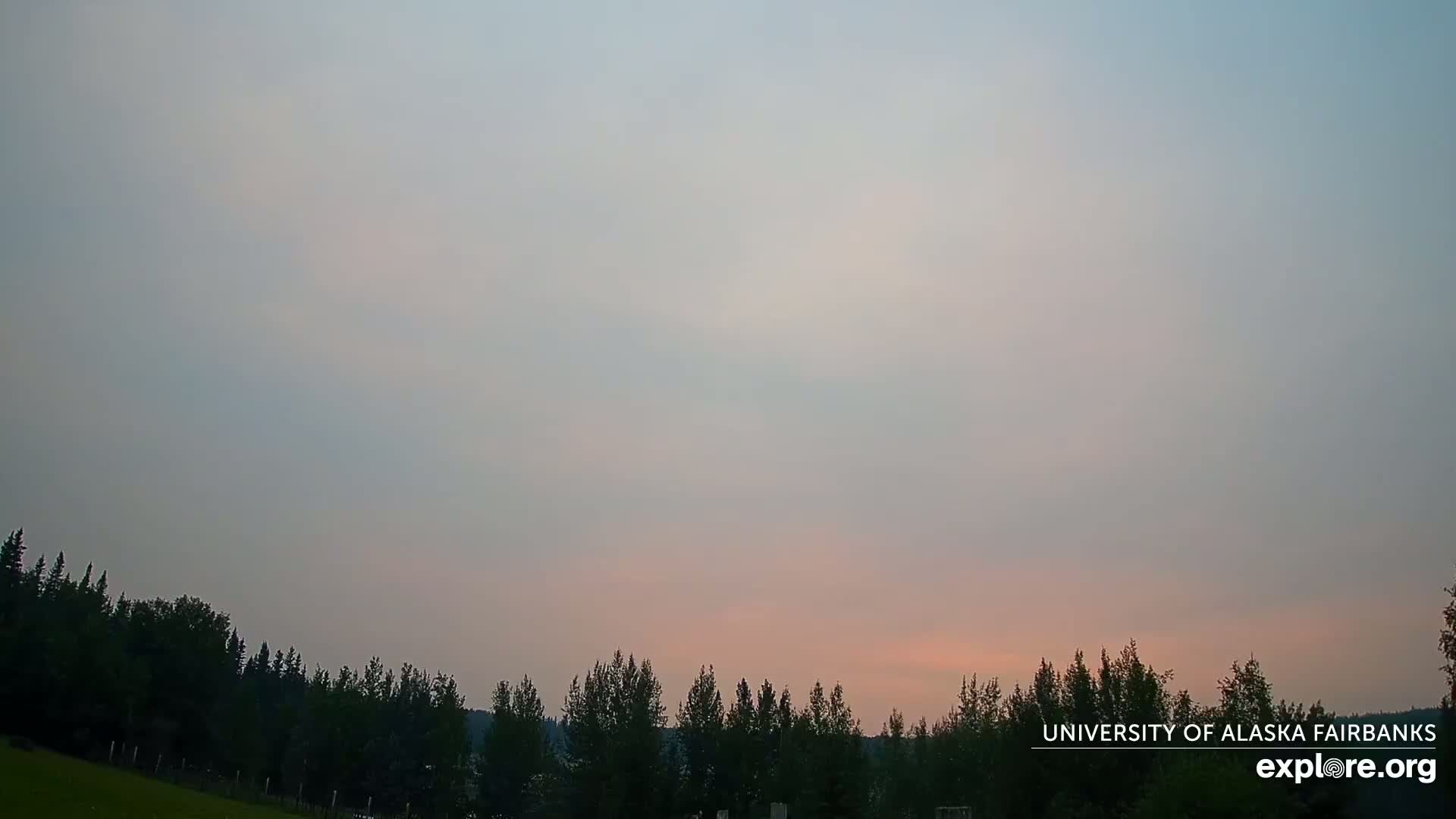 A hazy, pinkish sunset illuminates a line of dark evergreen trees bordering a grassy field.