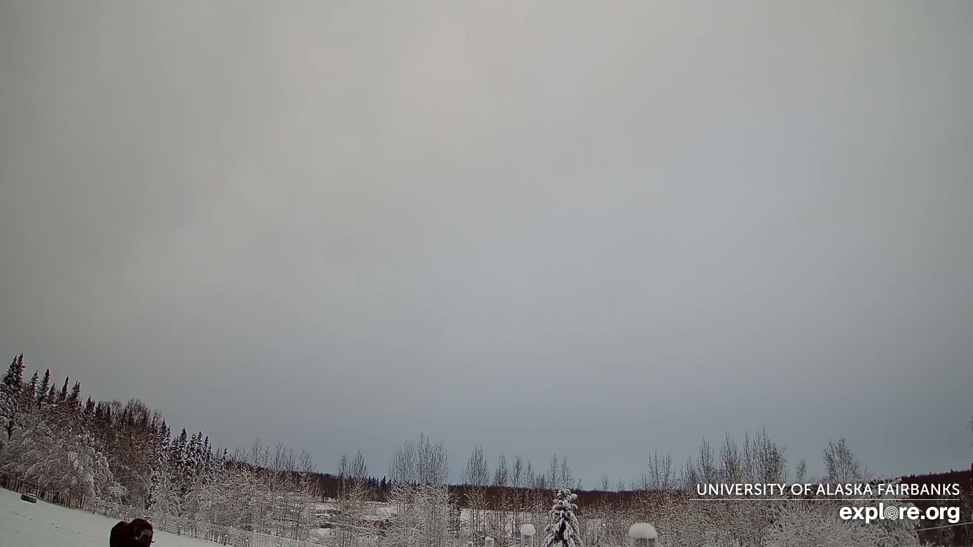 University of Alaska, Fairbanks North Star Northern Lights / Aurora Borealis / Stars View Live Cam - Faibanks, Fairbanks North Star, Alaska, USA