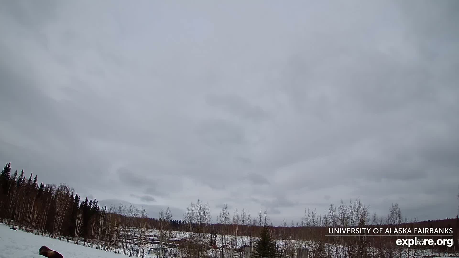 University of Alaska, Fairbanks North Star Northern Lights / Aurora Borealis / Stars View Live Cam - Faibanks, Fairbanks North Star, Alaska, USA
