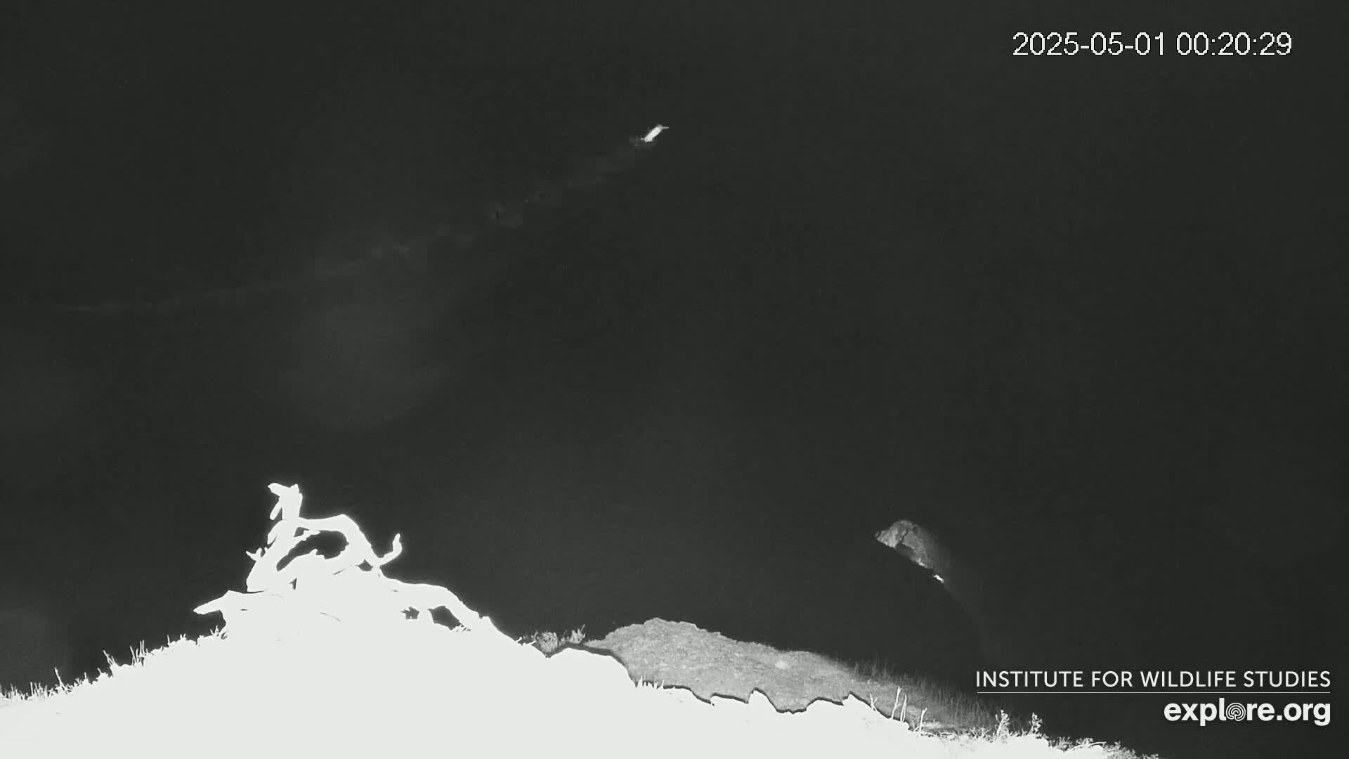 A nighttime, low-light image shows a dark body of water with a bright, indistinct object in the distance and some indistinct shapes on a shoreline in the foreground.