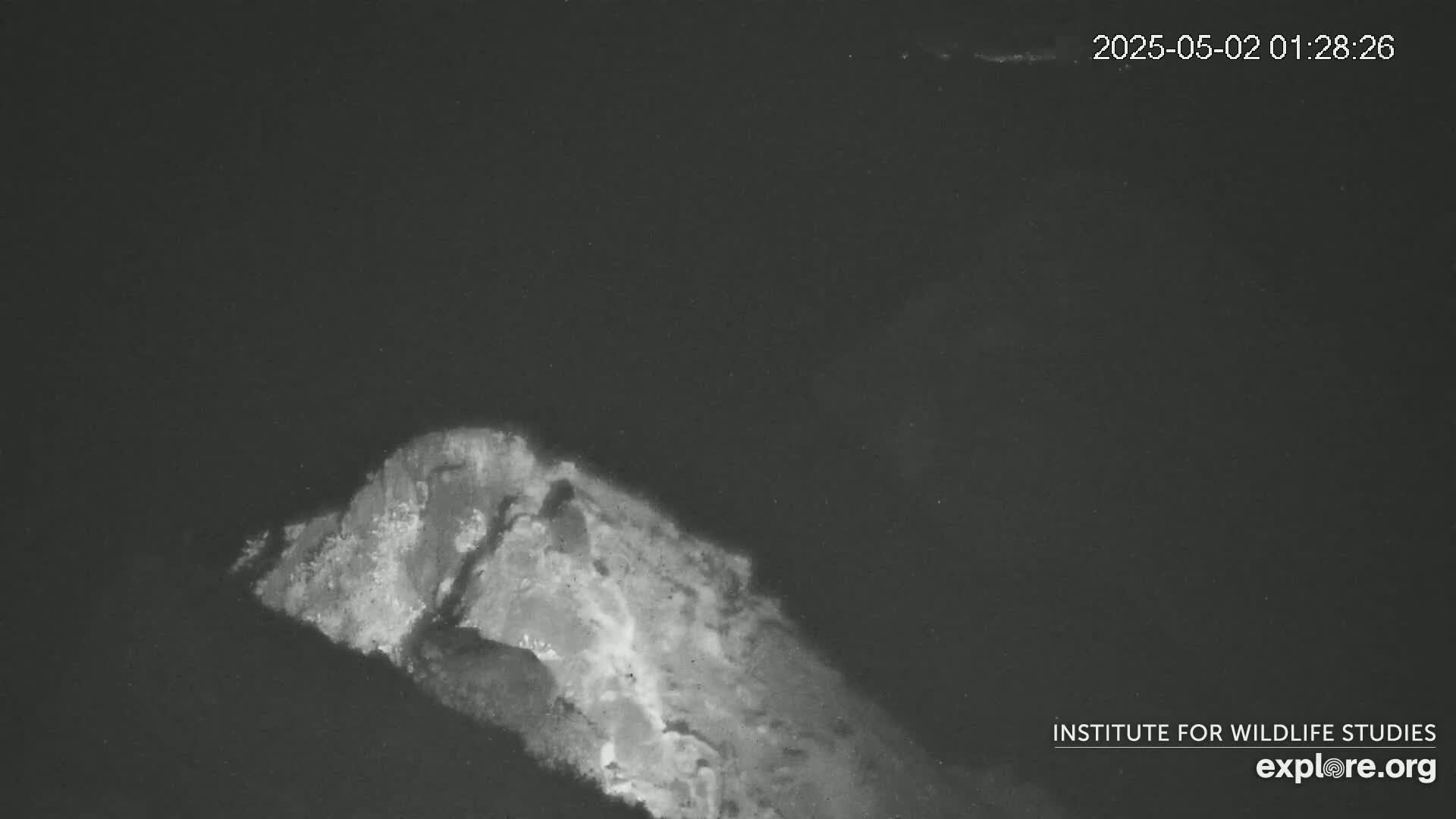 A grayscale night vision image shows a rocky, possibly volcanic, outcropping in dark water.