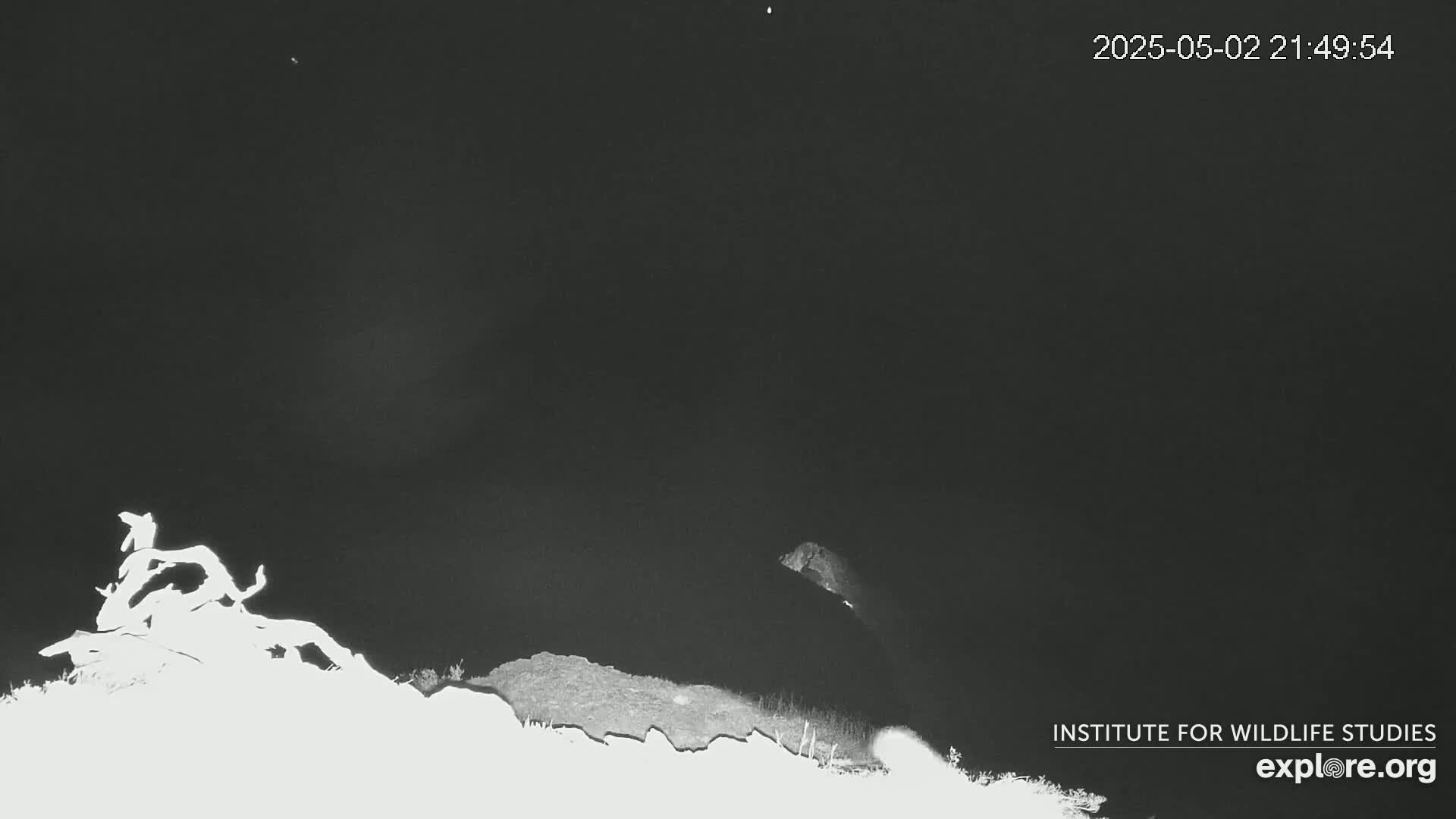 A nighttime, low-light image shows a dark landscape with a bright, indistinct shape possibly resembling a tree or animal on the left and a darker shape that could be another object or animal on the right.
