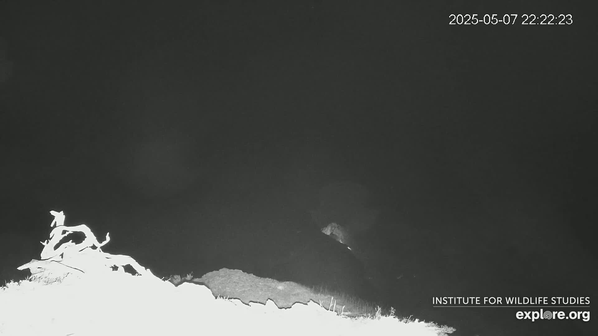 A nighttime, low-light image shows a gnarled tree stump on a snow-covered hilltop under a dark sky.