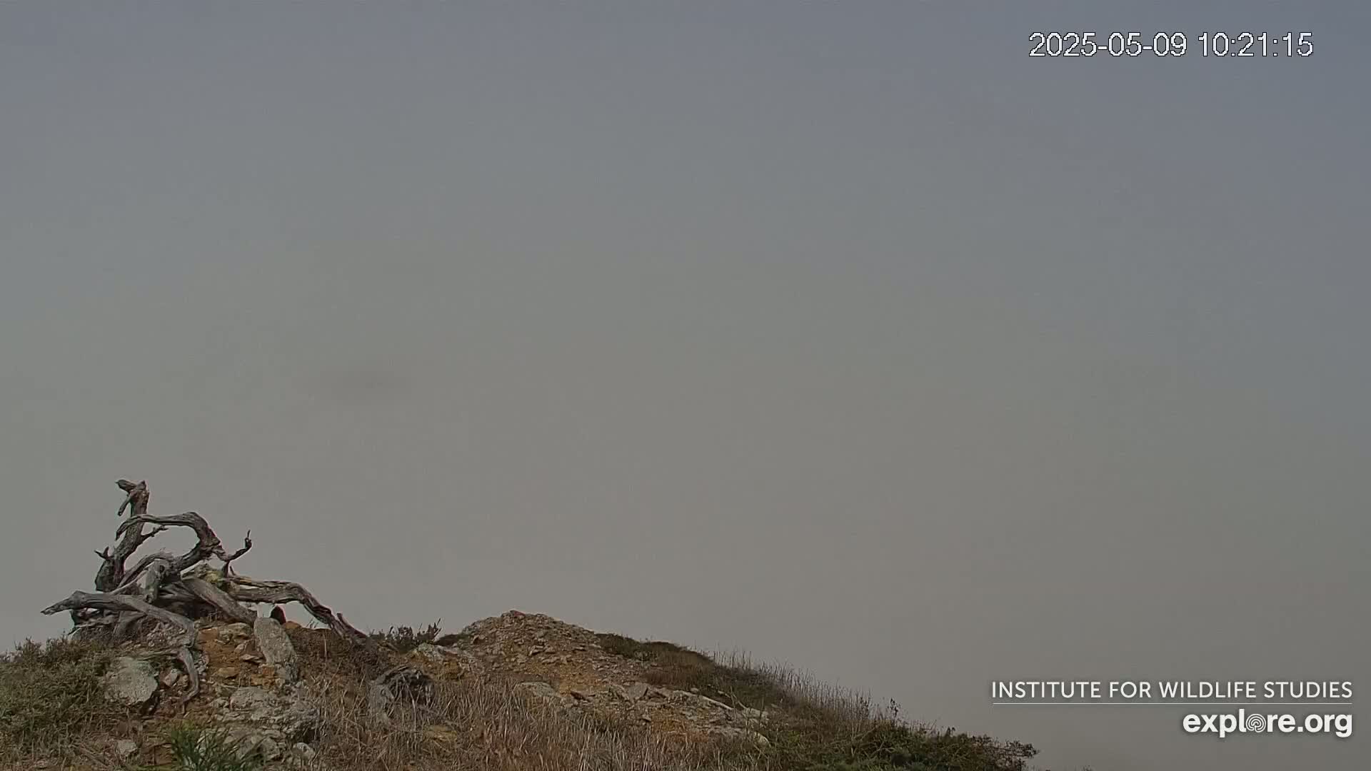 A large, gnarled piece of driftwood sits atop a rocky hill under a hazy, overcast sky.