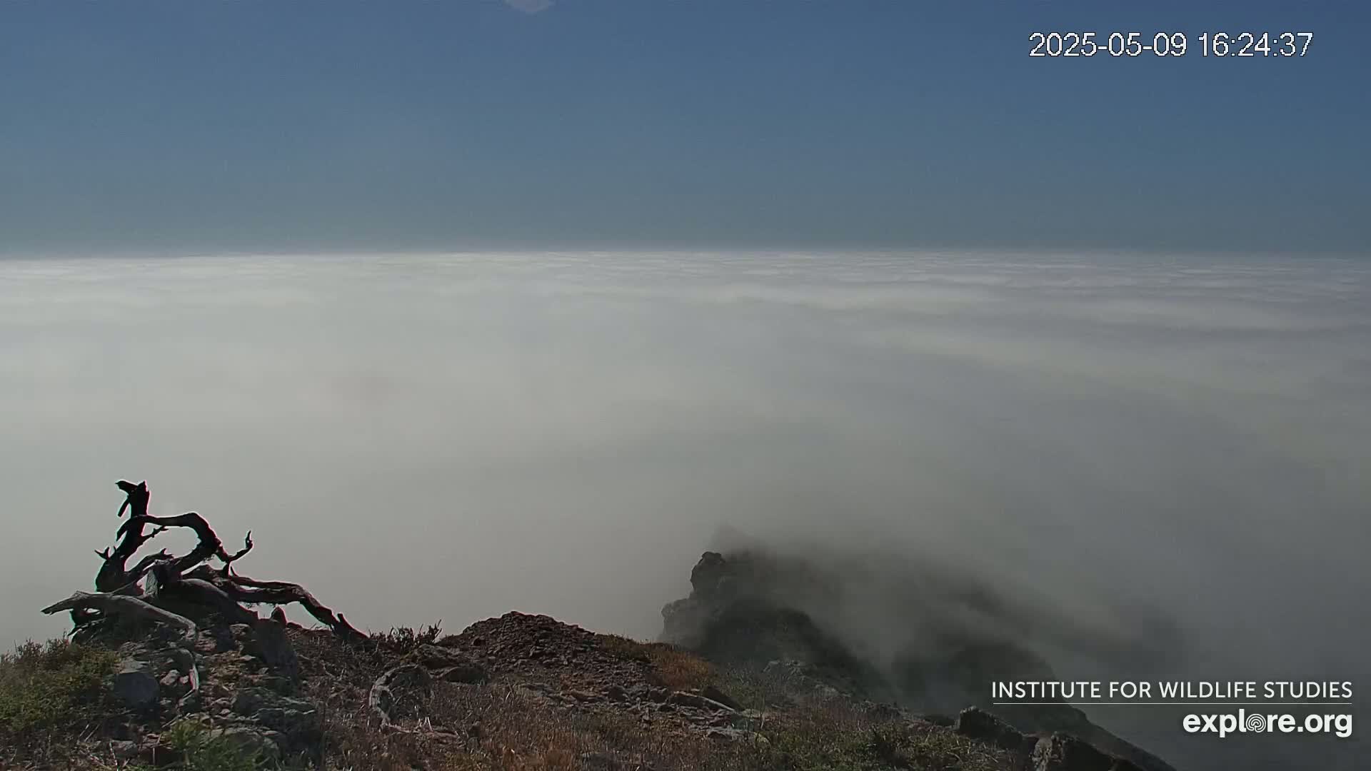 A rocky outcrop with a dead tree overlooks a vast expanse of fog under a clear blue sky.