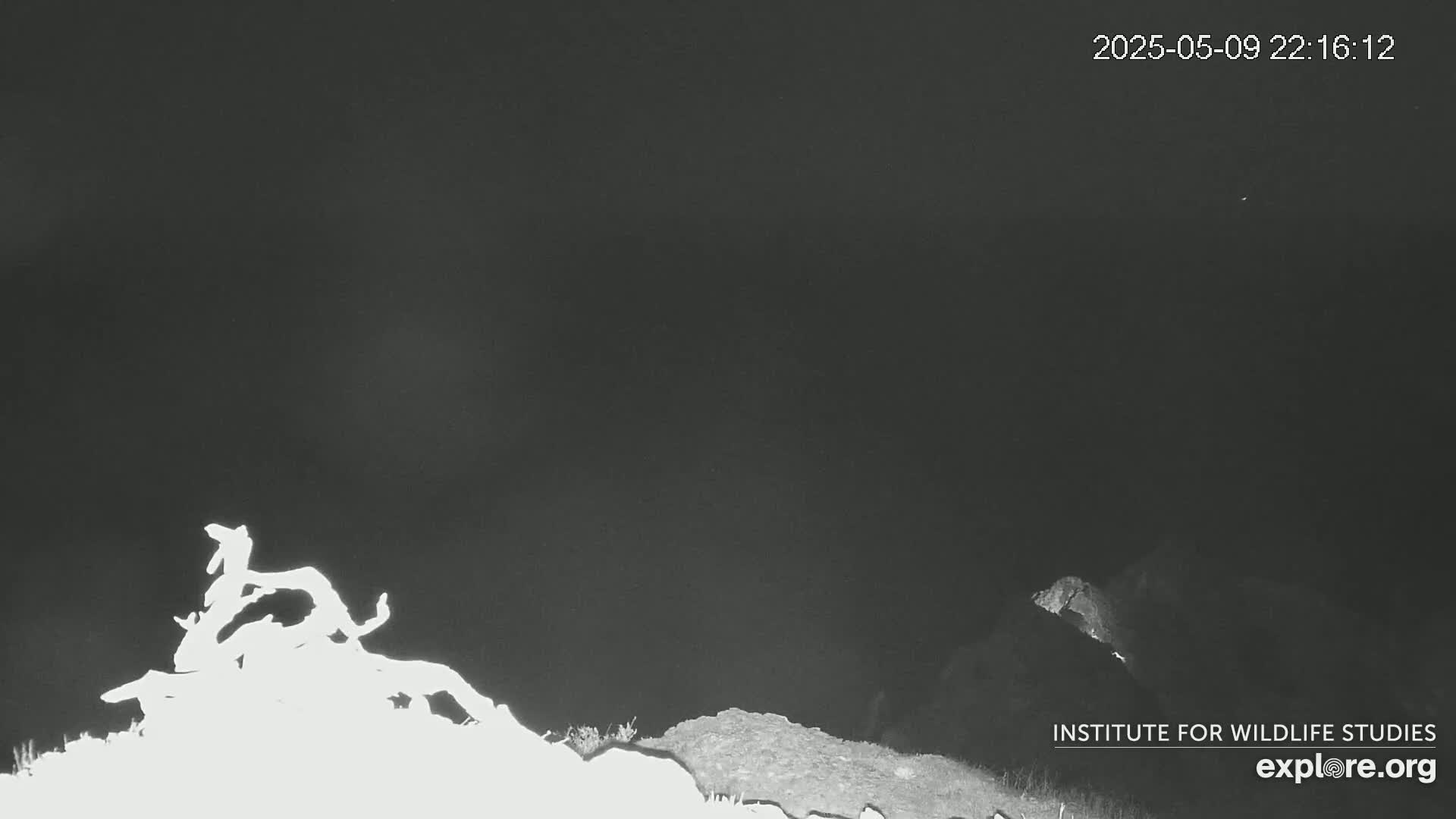 A nighttime, low-light image shows a pile of brush or debris in the foreground against a dark, featureless sky.