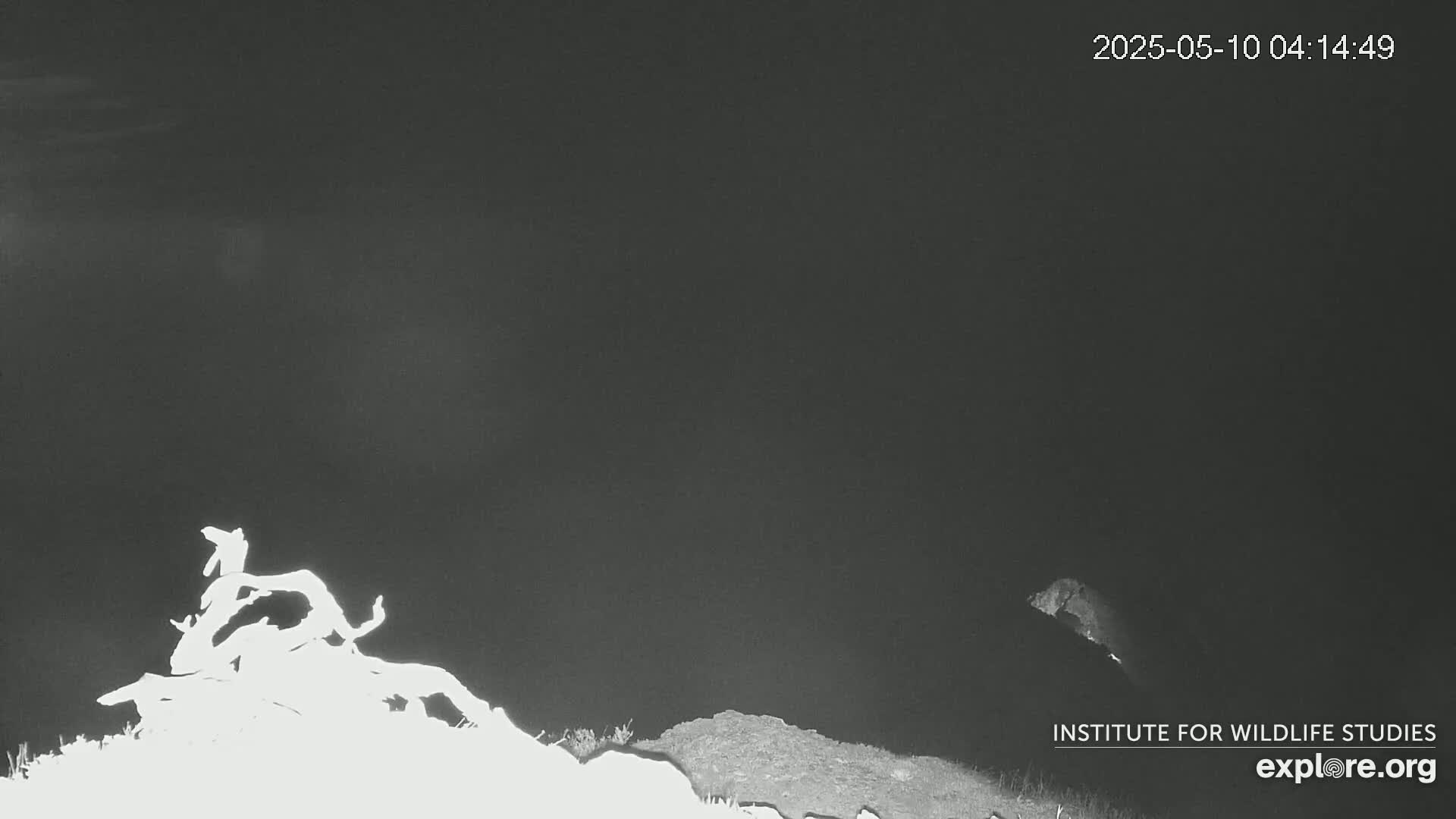 A nighttime, low-light image shows a pile of branches or debris in the foreground and a blurry shape possibly an animal in the background.