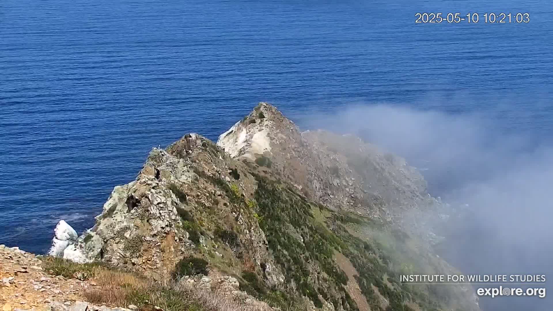 A rocky, vegetated cliffside overlooks a blue ocean partially obscured by fog.