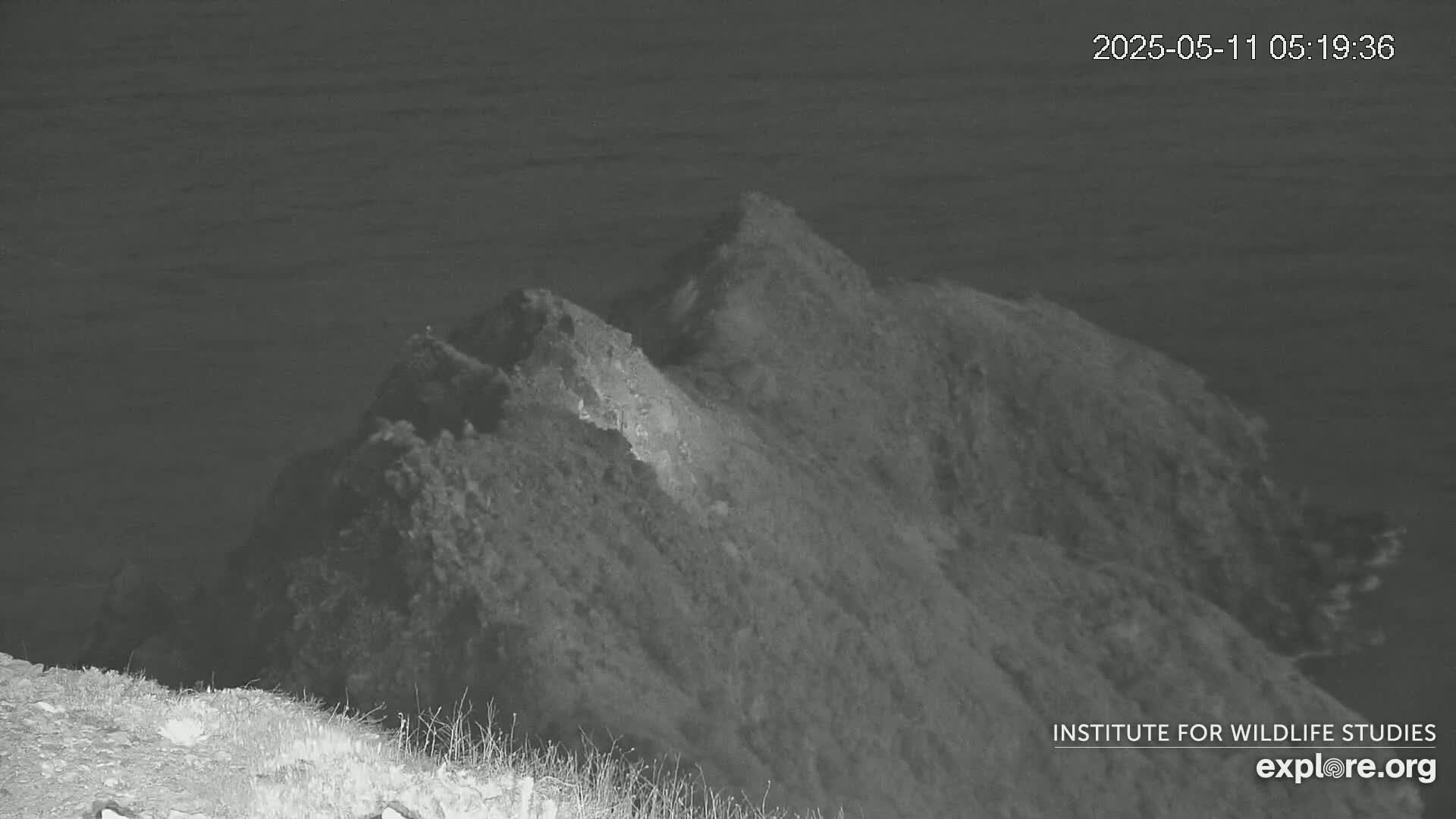 A nighttime, thermal image shows a rocky, vegetated hill overlooking a dark body of water.