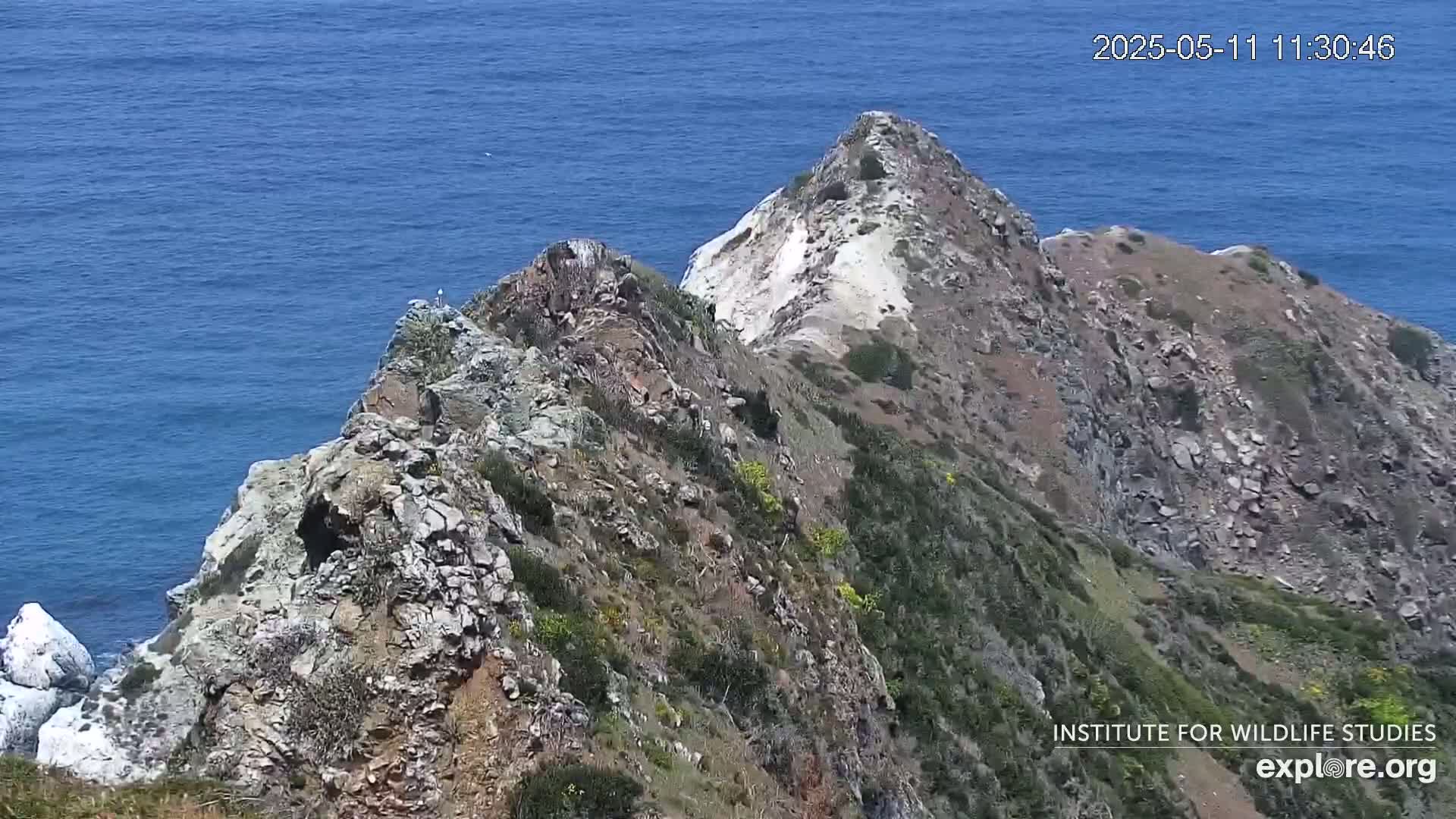 A rocky, vegetation-covered cliff face slopes down to a calm blue ocean on a clear day.
