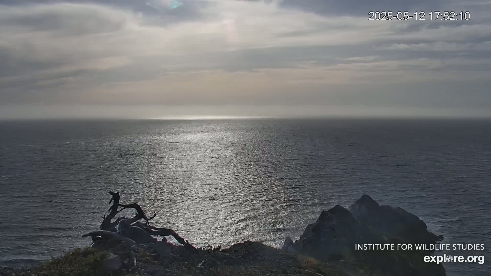 A mostly cloudy sky overlooks a calm ocean reflecting sunlight, with a piece of driftwood on a rocky outcrop in the foreground.