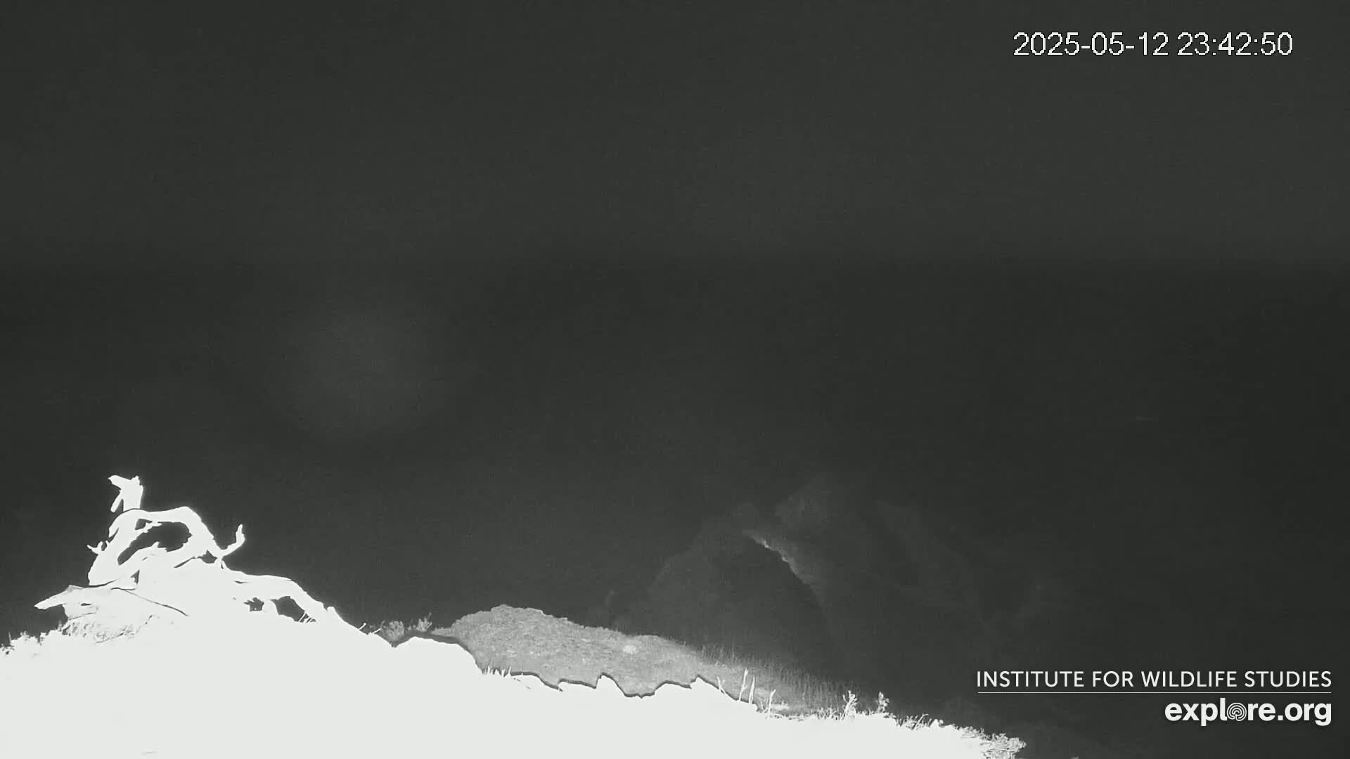 Santa Catalina Island  West End Bald Eagle Wildlife & Pasific View Live Cam - West End, Santa Catalina, Los Angeles, California, USA