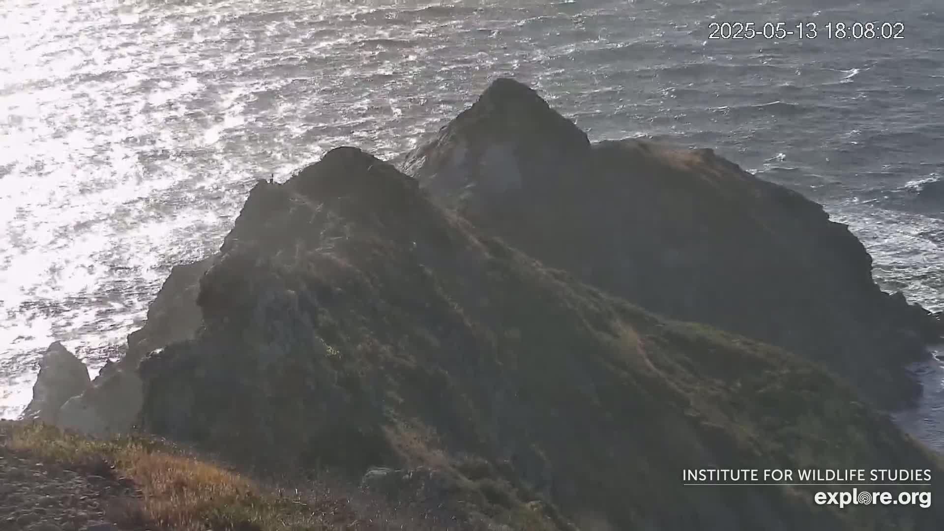 Santa Catalina Island  West End Bald Eagle Wildlife & Pasific View Live Cam - West End, Santa Catalina, Los Angeles, California, USA