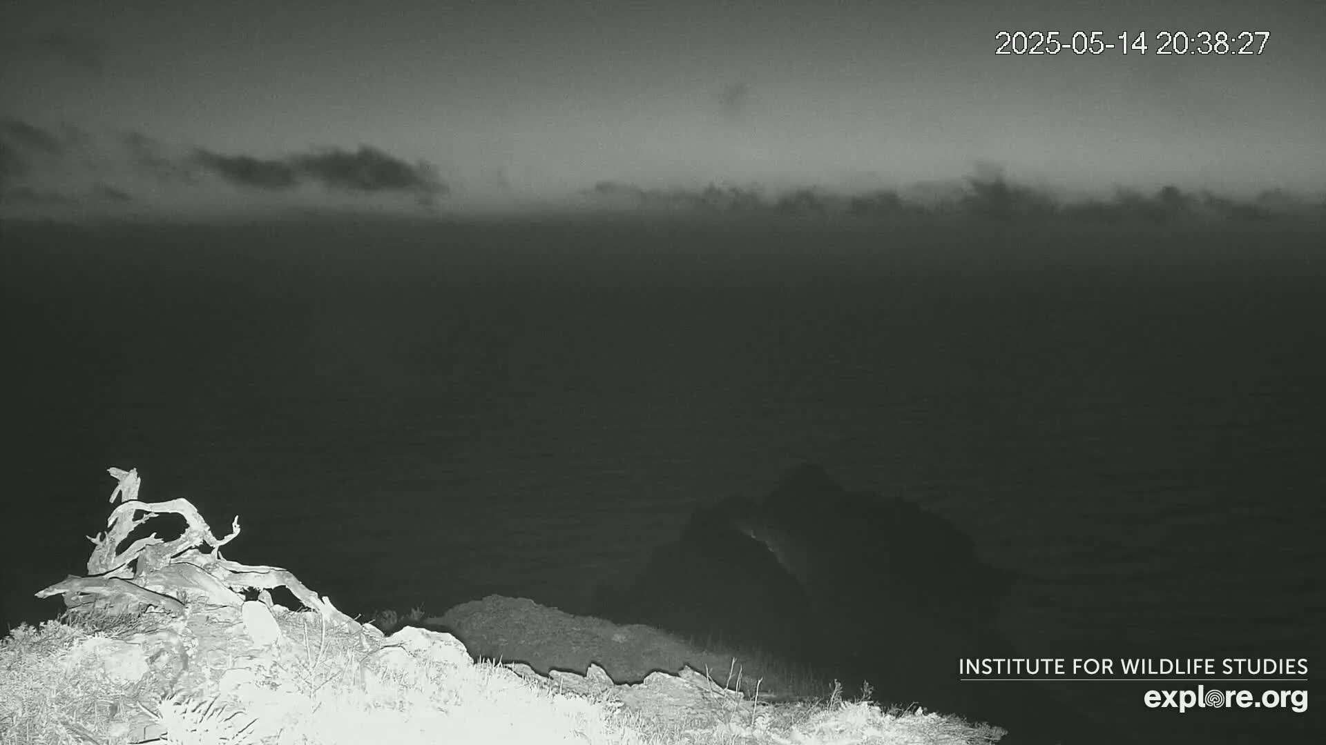 Santa Catalina Island  West End Bald Eagle Wildlife & Pasific View Live Cam - West End, Santa Catalina, Los Angeles, California, USA