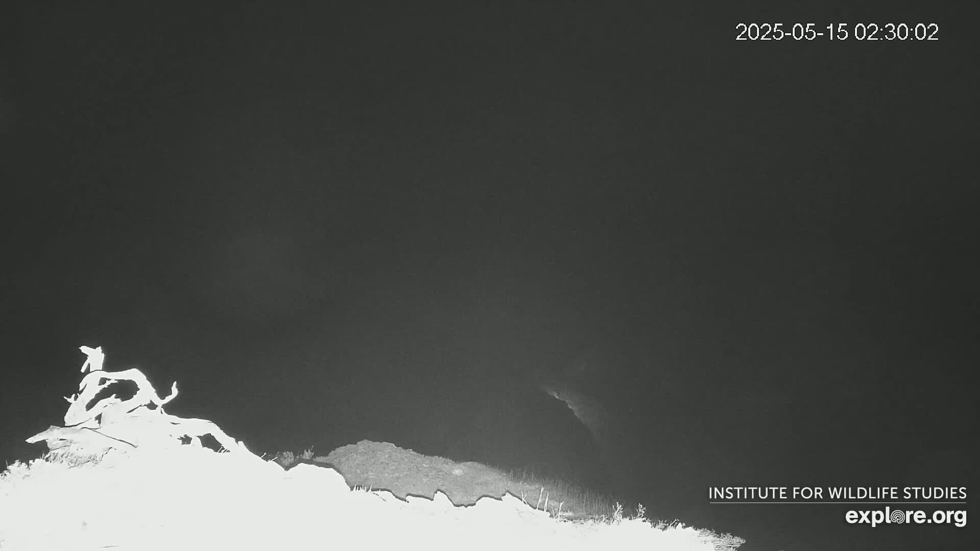 A nighttime, grayscale image shows a gnarled piece of driftwood on a snow-covered hilltop under a dark sky.