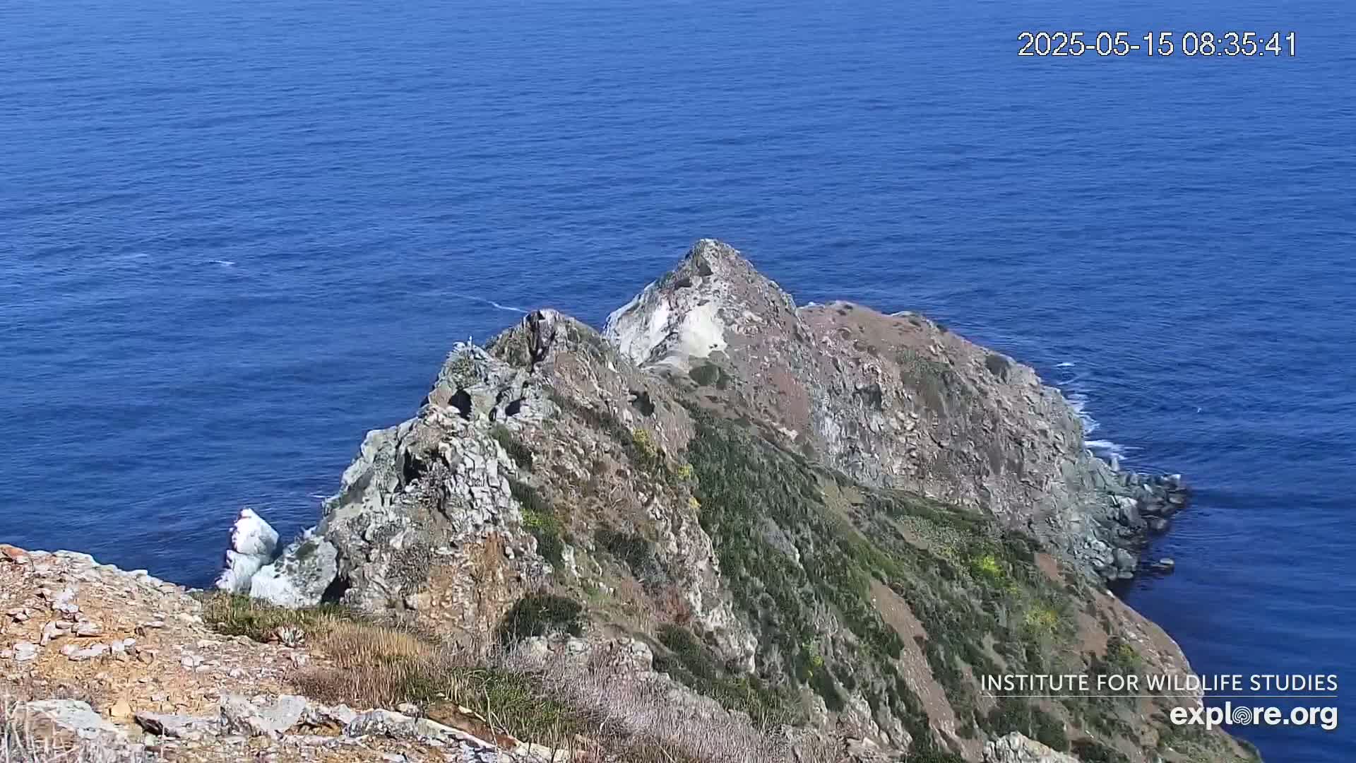 A rocky, vegetated cliffside descends to a deep blue ocean on a sunny day.