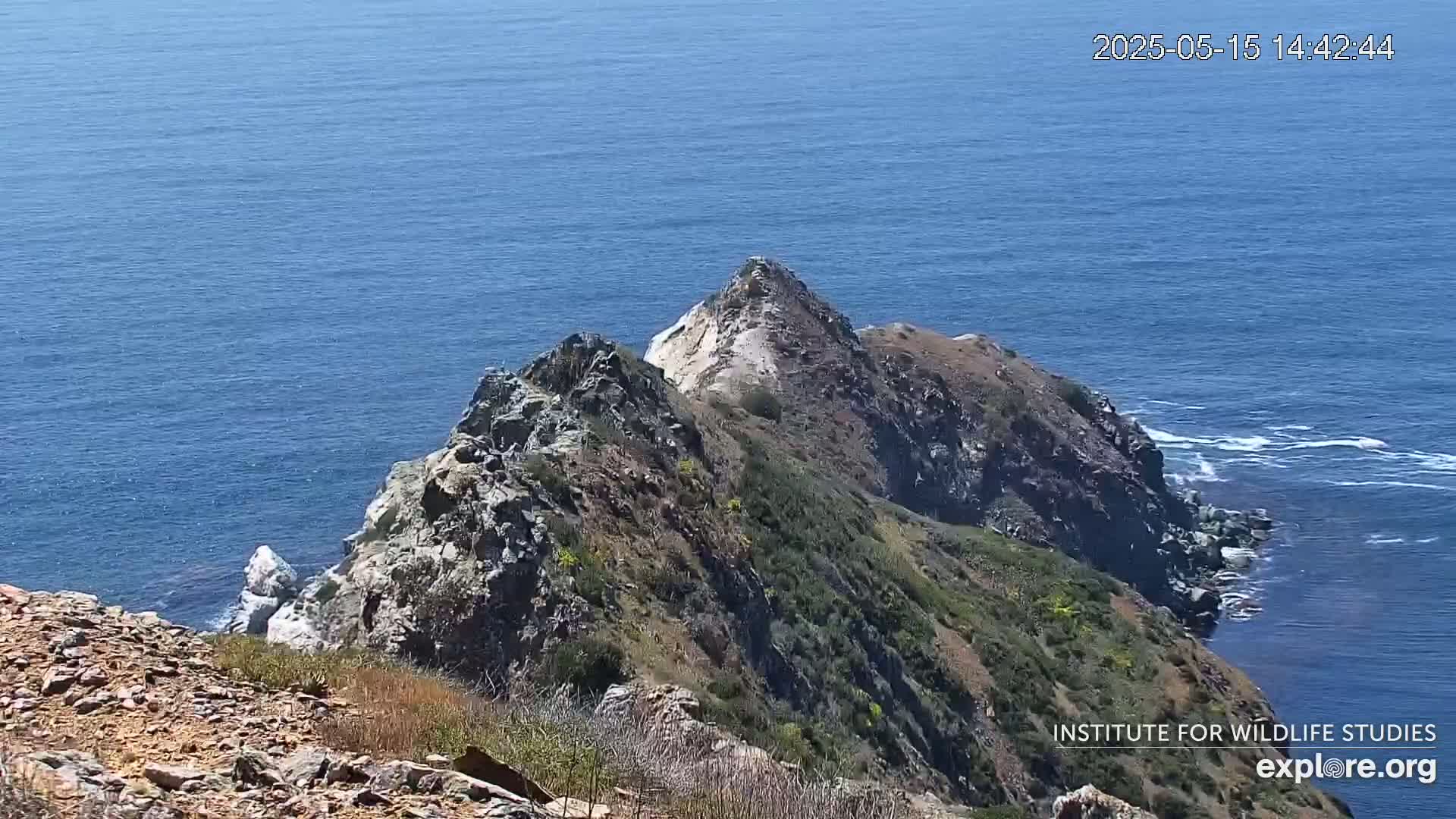 Santa Catalina Island  West End Bald Eagle Wildlife & Pasific View Live Cam - West End, Santa Catalina, Los Angeles, California, USA